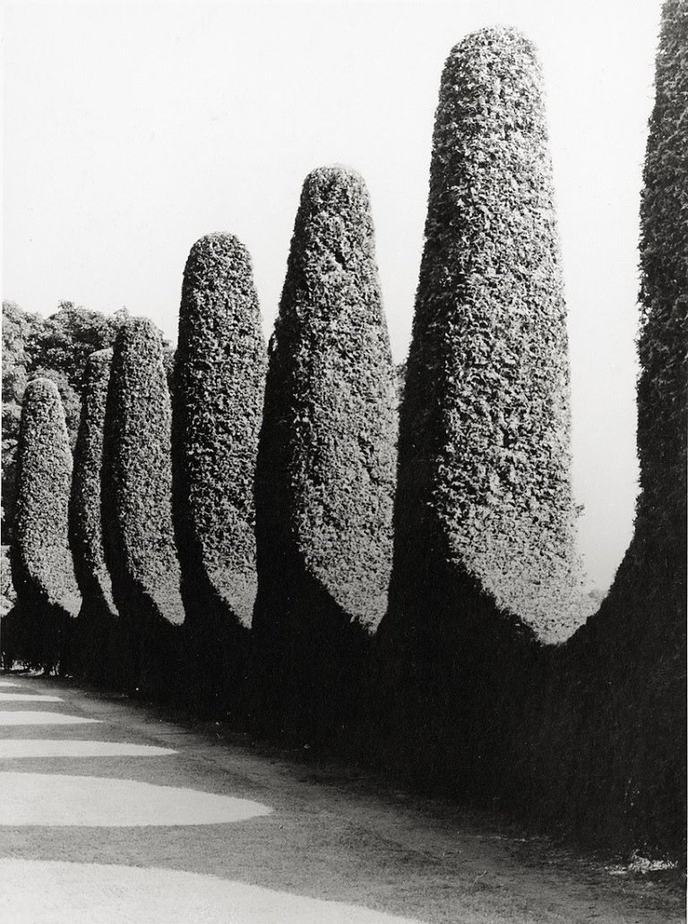 Auf diesem Bild ist das folgende Kunstwerk zu sehen: Albert Renger-Patzsch. Römische Terrasse: Zierhecke I / Bogenspalier mit Obstbäumen vor Römischer Terrasse. 1928.