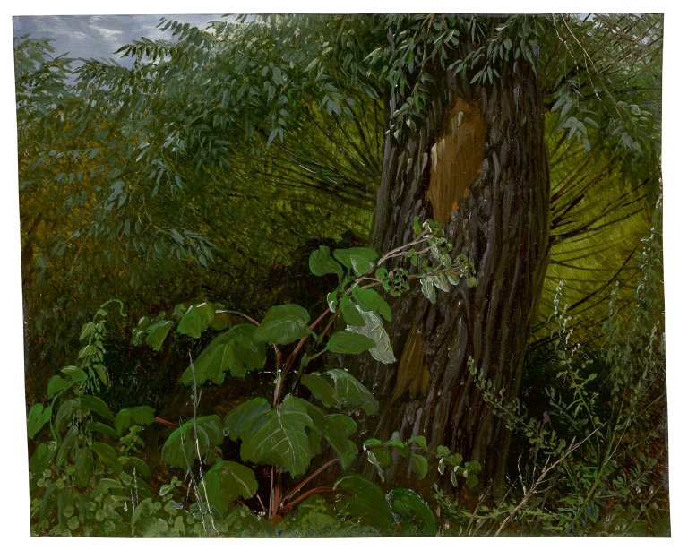 This picture shows the following artwork: Carl Gustav Carus. „Weidenstamm mit Unterholz“. Circa 1820.