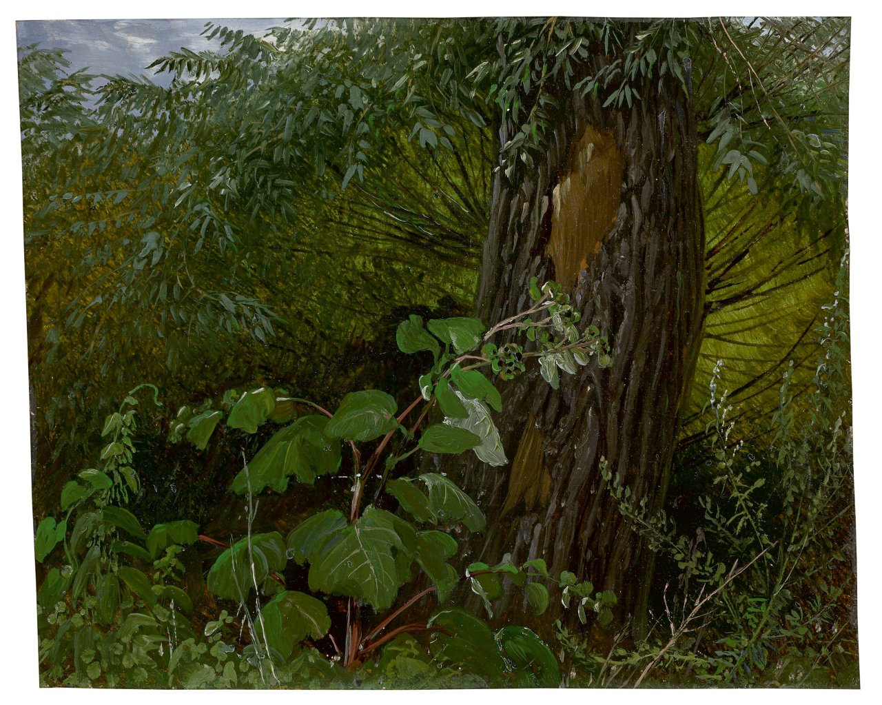 This picture shows the following artwork: Carl Gustav Carus. „Weidenstamm mit Unterholz“. Circa 1820.