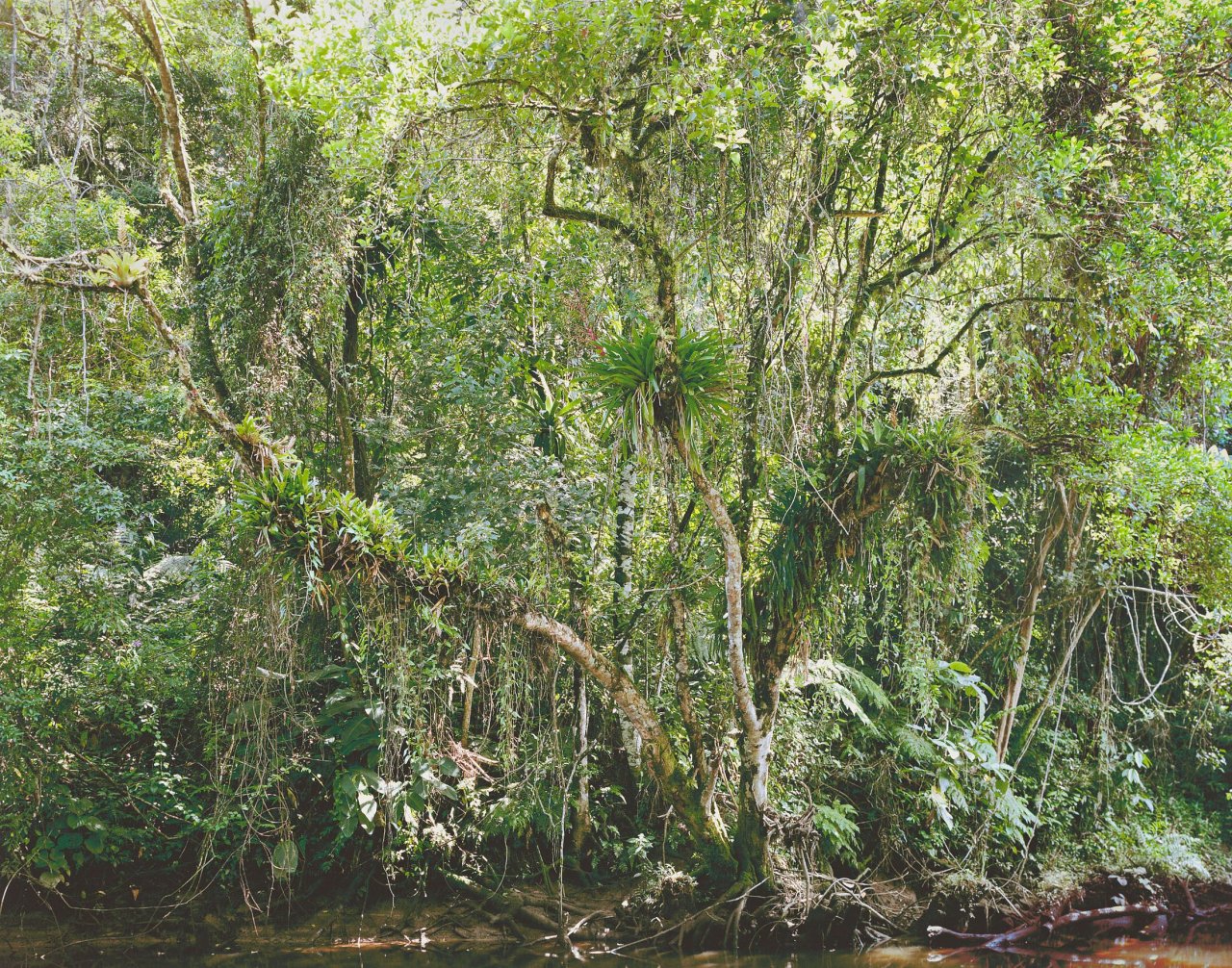 Auf diesem Bild ist das folgende Kunstwerk zu sehen: Thomas Struth. „Paradies“. 2004.