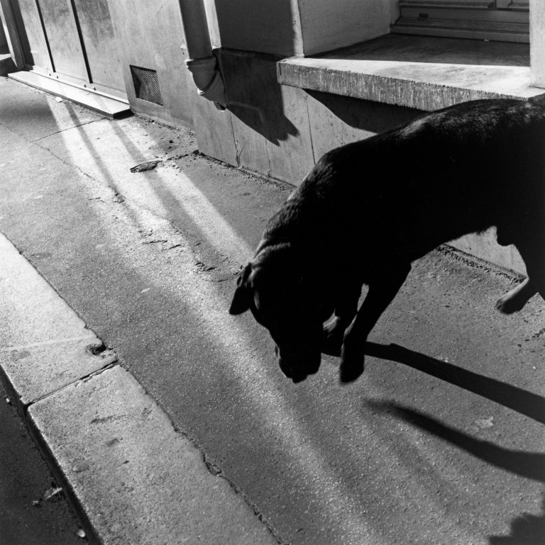 Auf diesem Bild ist das folgende Kunstwerk zu sehen: Louis Stettner. „Paris“ (Dog, Near Avenue de l'Opéra). 1999.