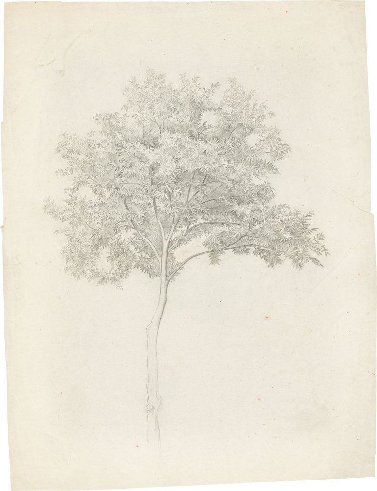 Auf diesem Bild ist das folgende Kunstwerk zu sehen: Ernst Fries. Baumstudie (Italien).