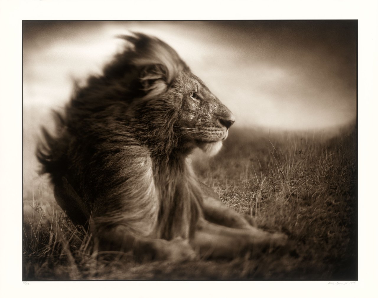 This picture shows the following artwork: Nick Brandt. Lion Before Storm II, Sitting Profile, Masai Mara. 2006.