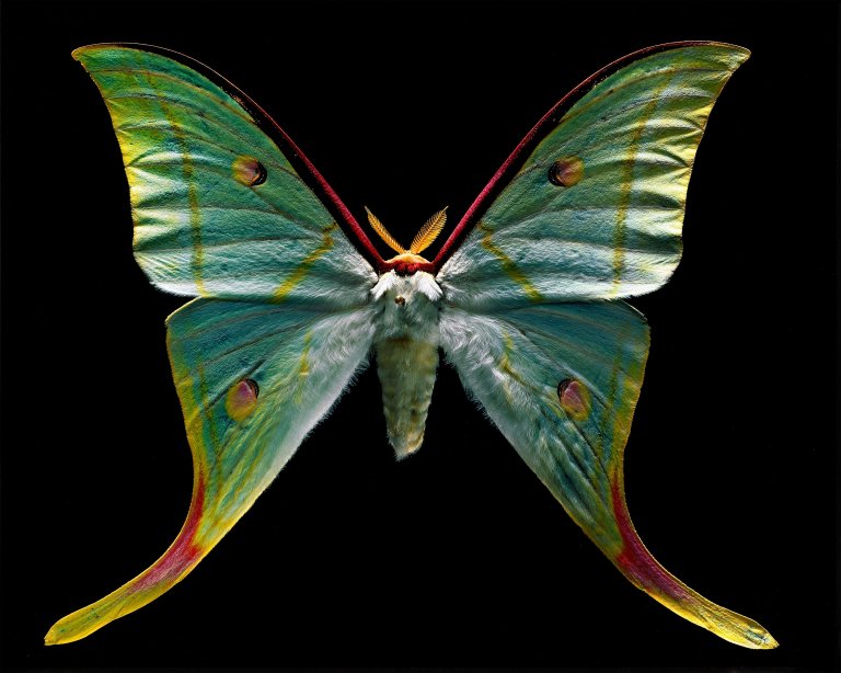 Auf diesem Bild ist das folgende Kunstwerk zu sehen: Harf Zimmermann. Actias selene, Museum für Naturkunde. 2005.