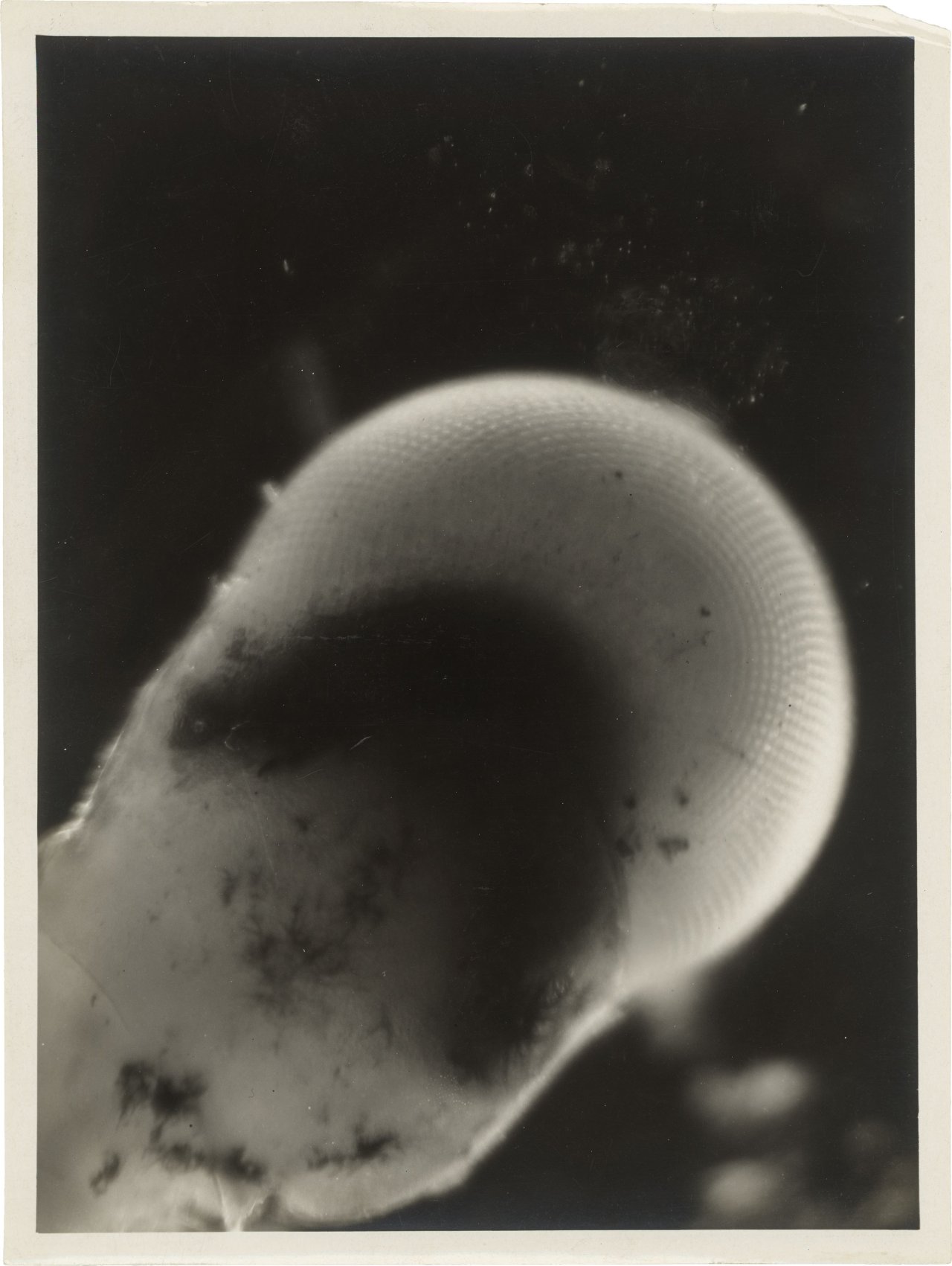 Auf diesem Bild ist das folgende Kunstwerk zu sehen: Eli Lotar. „Œil de Crevette“. 1930.