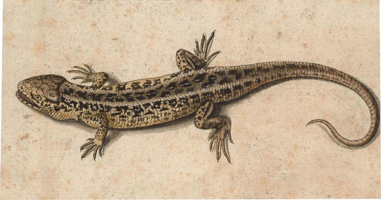 This picture shows the following artwork:  Prague (?), um 1600. Lizard.