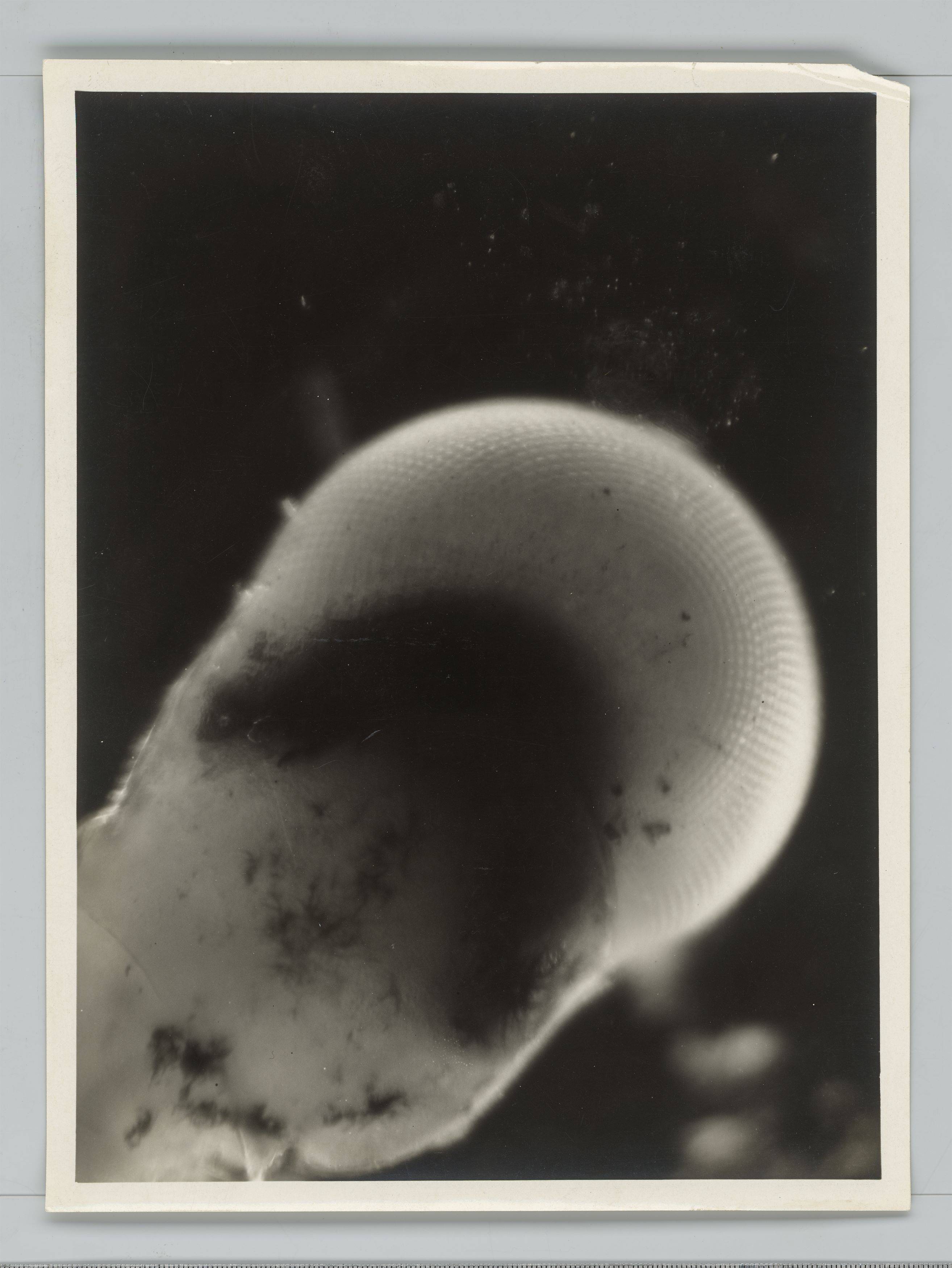 Auf diesem Bild ist das folgende Kunstwerk zu sehen: Eli Lotar. „Œil de Crevette“. 1930.