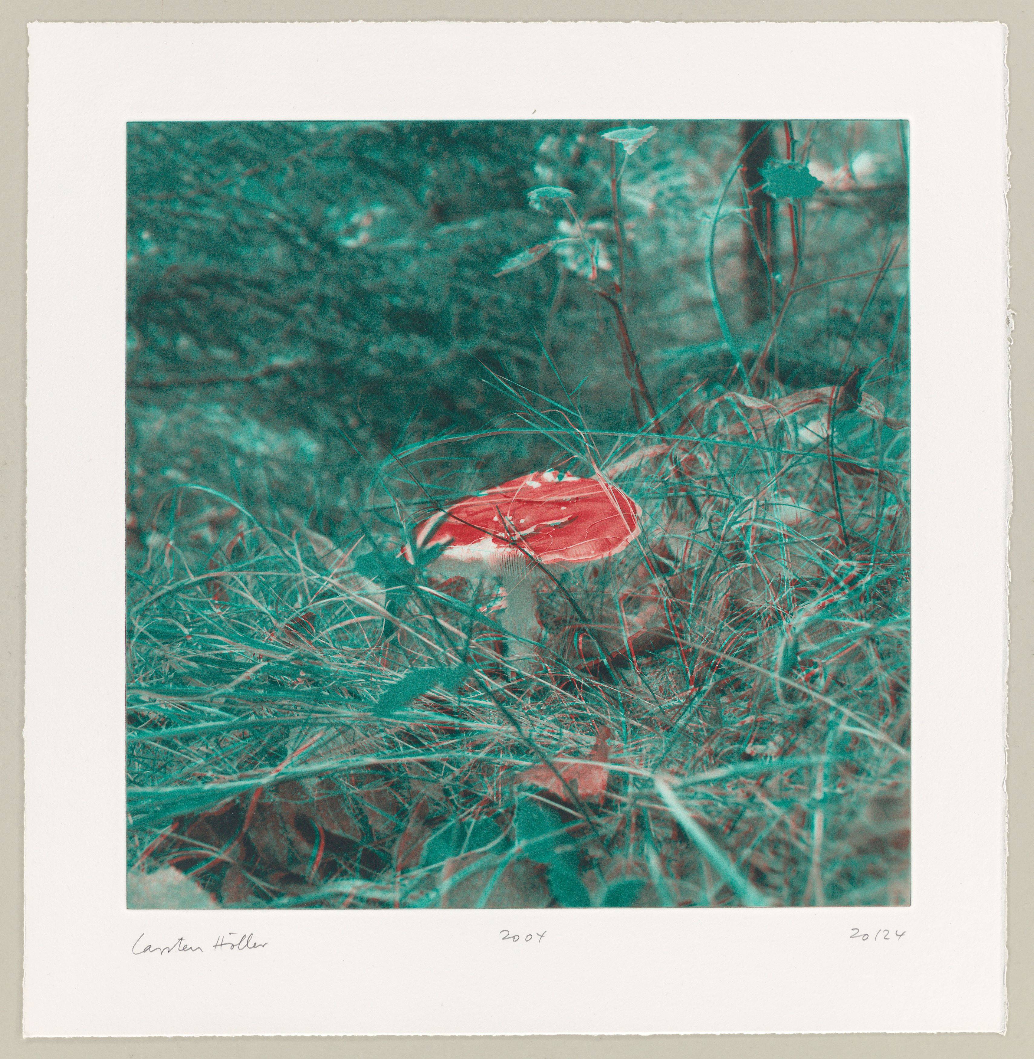 This picture shows the following artwork: Carsten Höller. From: ”Mushrooms”. 2004.