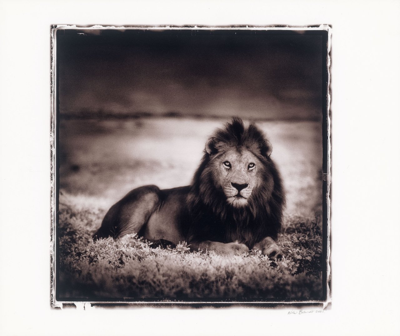 Auf diesem Bild ist das folgende Kunstwerk zu sehen: Nick Brandt. Lion at Dawn, Naabi, Serengeti. 2001.