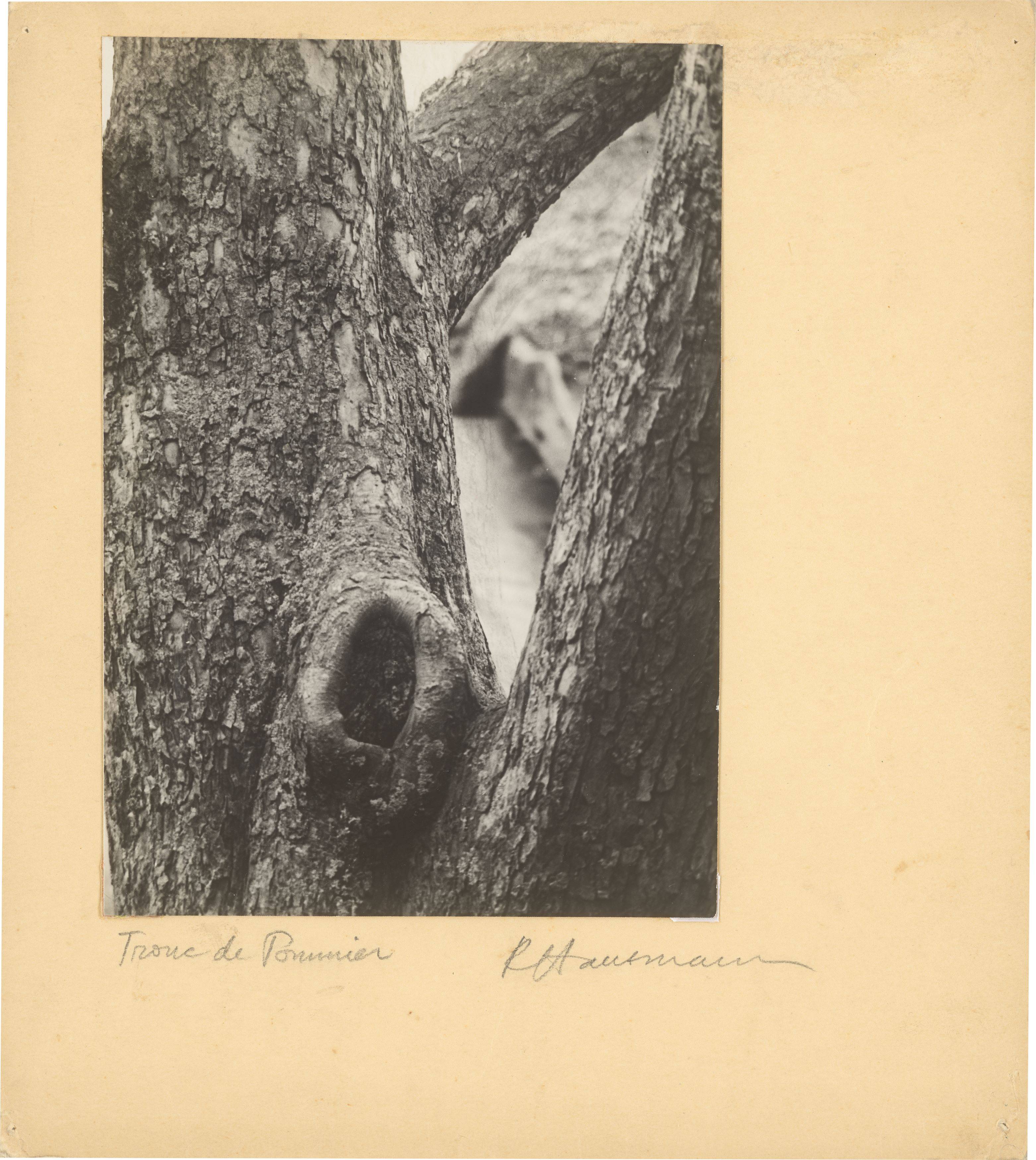 This picture shows the following artwork: Raoul Hausmann. ”Tronc de Pommier”, Limoges. 1950.