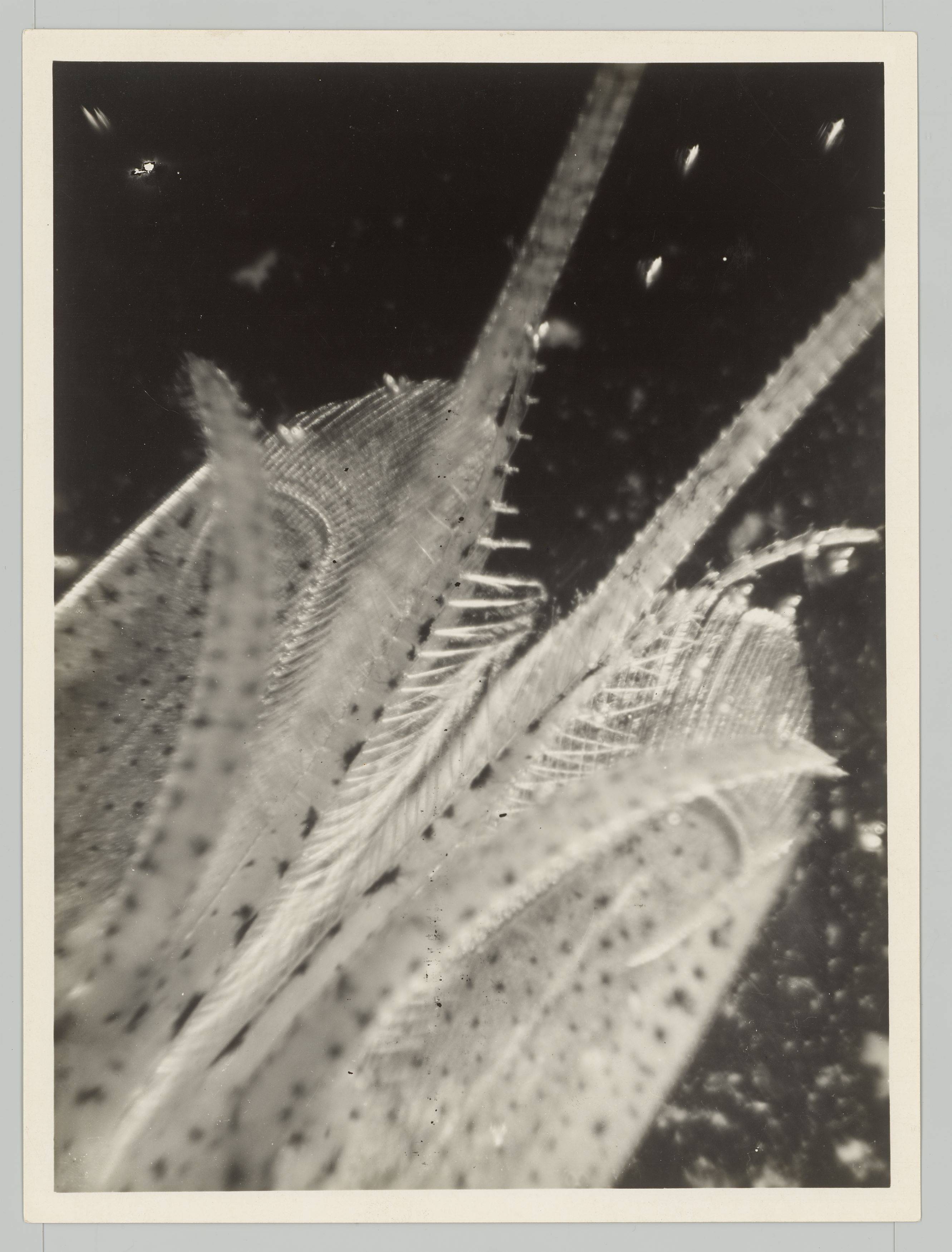 This picture shows the following artwork: Eli Lotar. ”Détail de la tête de la crevette (fond noir)”. 1929.