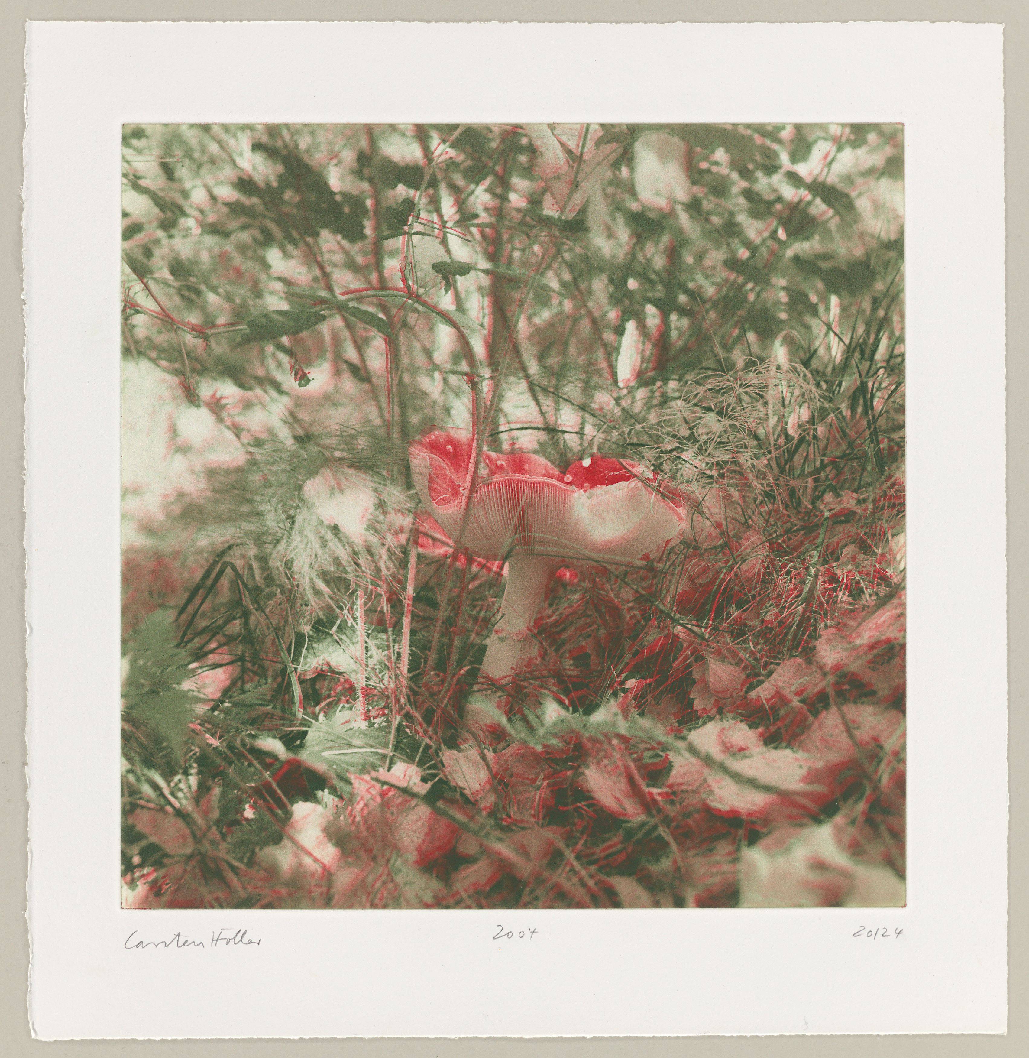 This picture shows the following artwork: Carsten Höller. From: ”Mushrooms”. 2004.