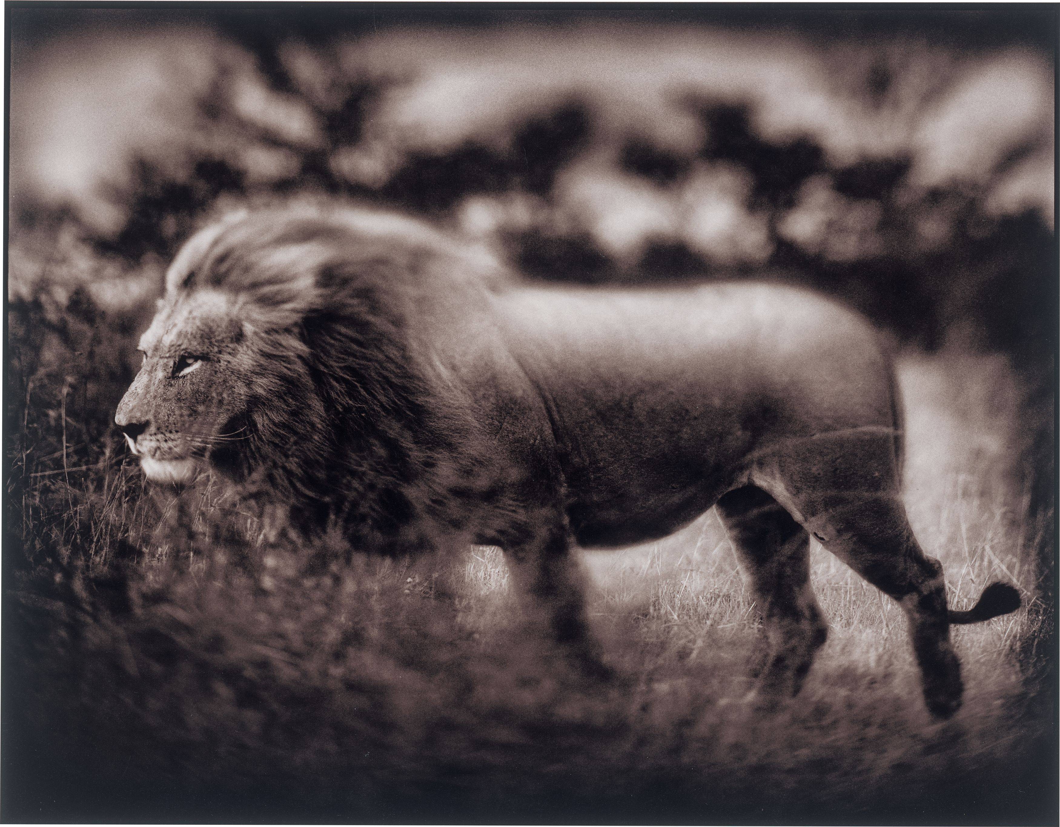 Auf diesem Bild ist das folgende Kunstwerk zu sehen: Nick Brandt. Windswept Lion, Serengeti. 2002.