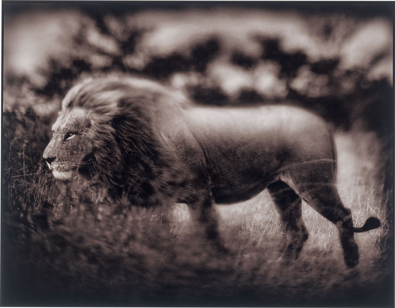 Auf diesem Bild ist das folgende Kunstwerk zu sehen: Nick Brandt. Windswept Lion, Serengeti. 2002.