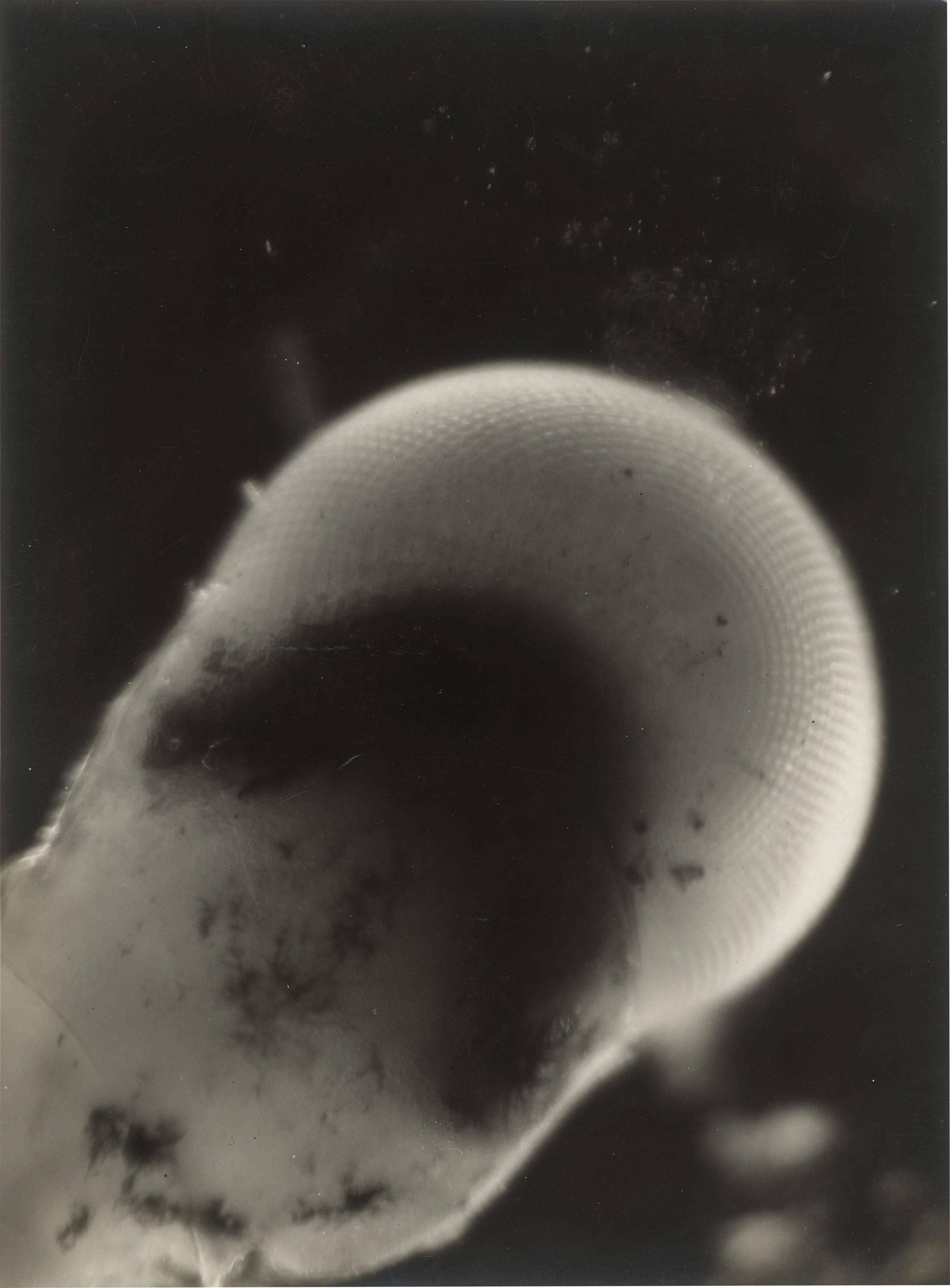 Auf diesem Bild ist das folgende Kunstwerk zu sehen: Eli Lotar. „Œil de Crevette“. 1930.
