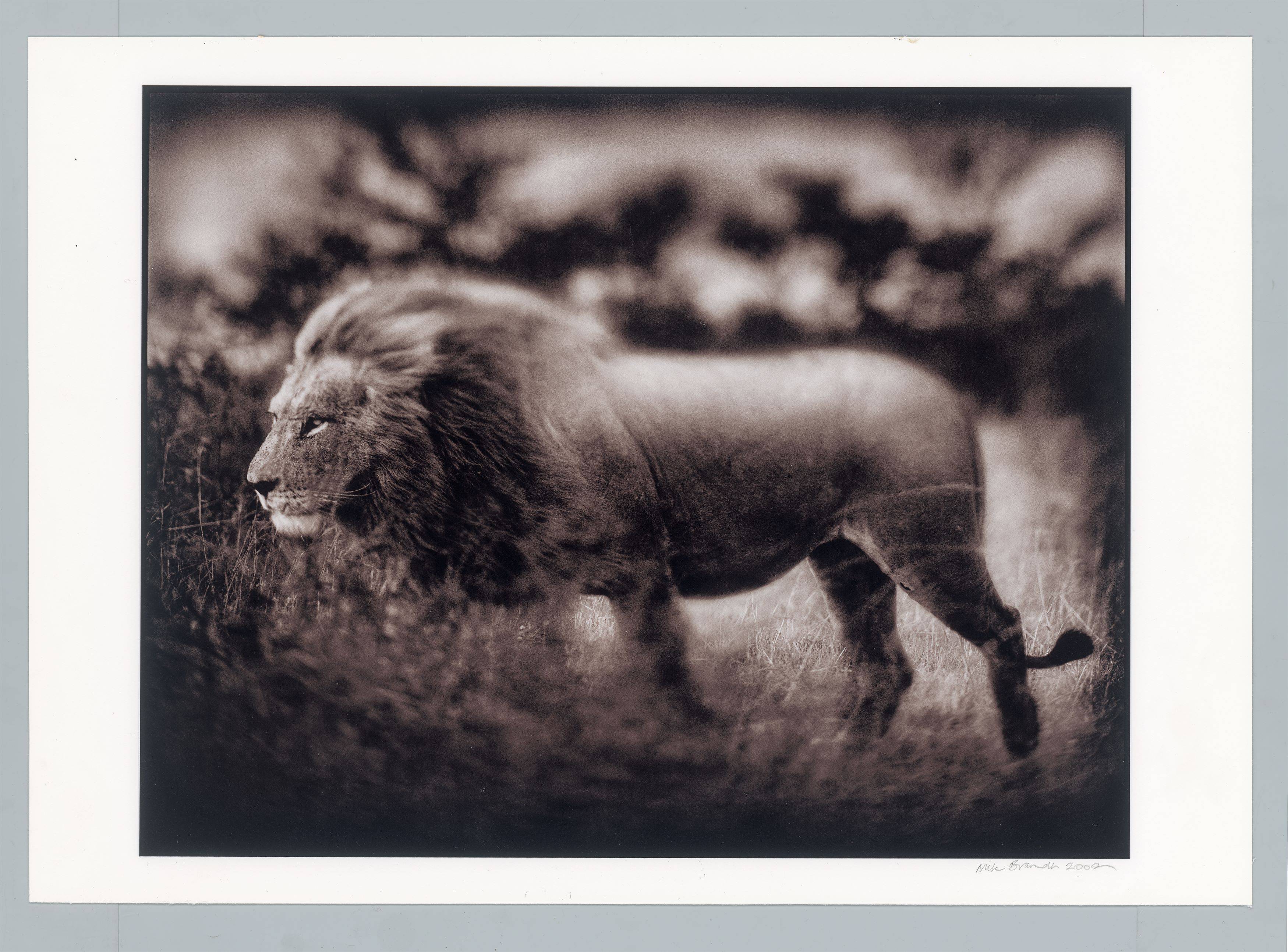 Auf diesem Bild ist das folgende Kunstwerk zu sehen: Nick Brandt. Windswept Lion, Serengeti. 2002.