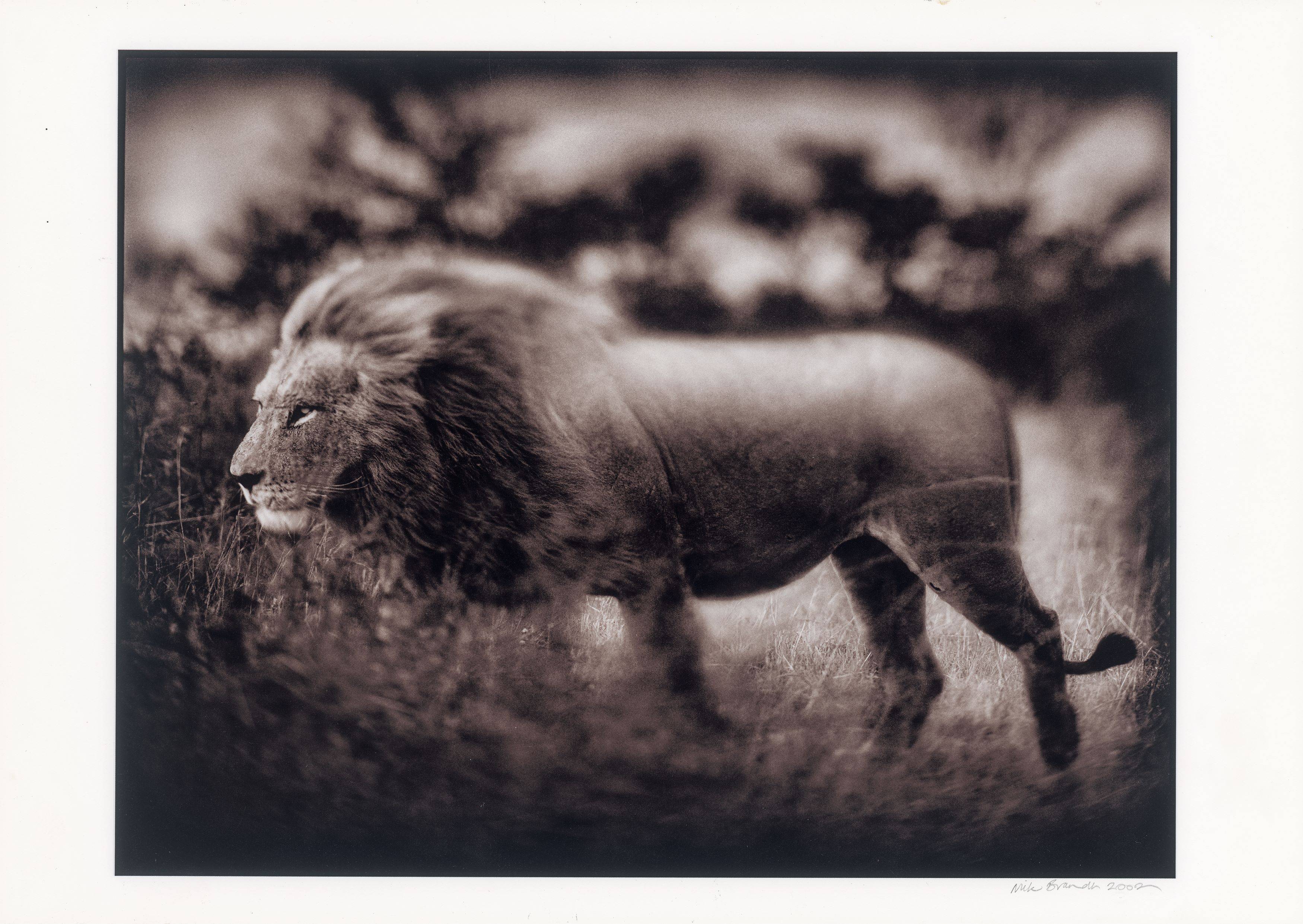 Auf diesem Bild ist das folgende Kunstwerk zu sehen: Nick Brandt. Windswept Lion, Serengeti. 2002.