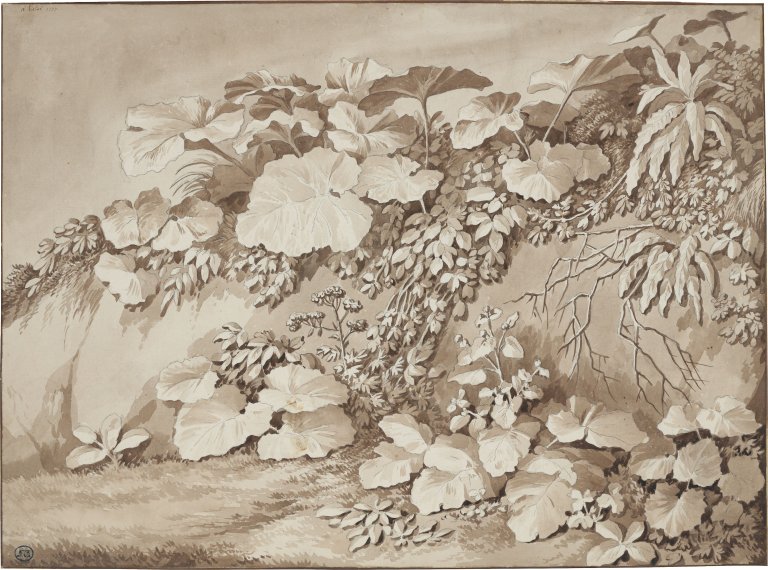 This picture shows the following artwork: Jakob Philipp Hackert. ”Pflanzenstudie”. 1777.