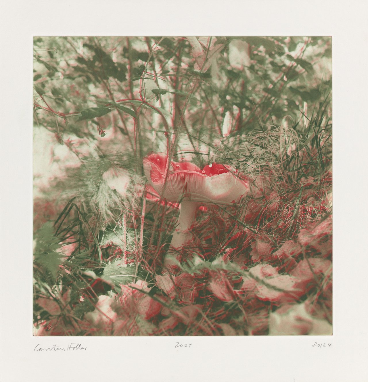 This picture shows the following artwork: Carsten Höller. From: ”Mushrooms”. 2004.