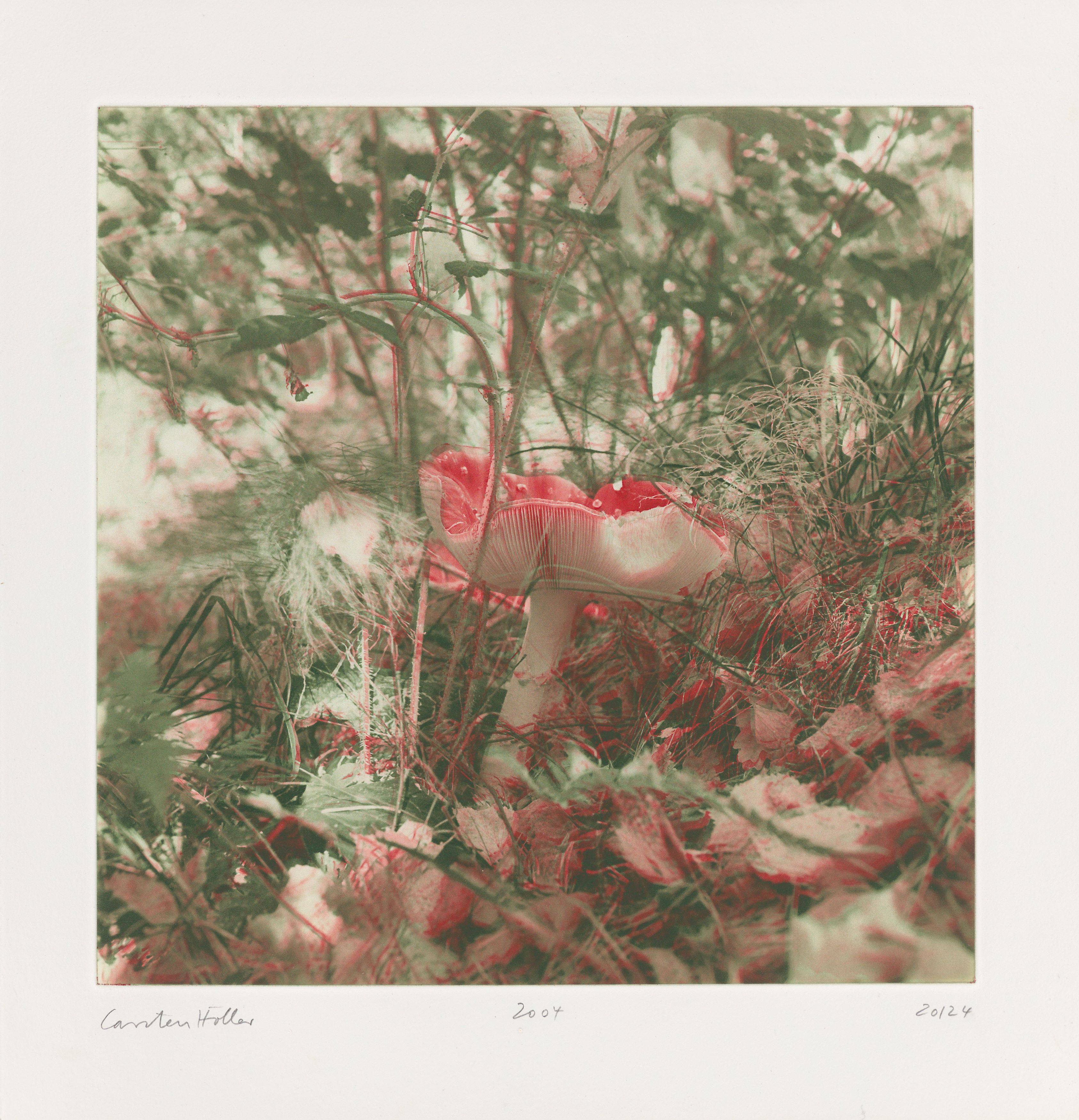 This picture shows the following artwork: Carsten Höller. From: ”Mushrooms”. 2004.