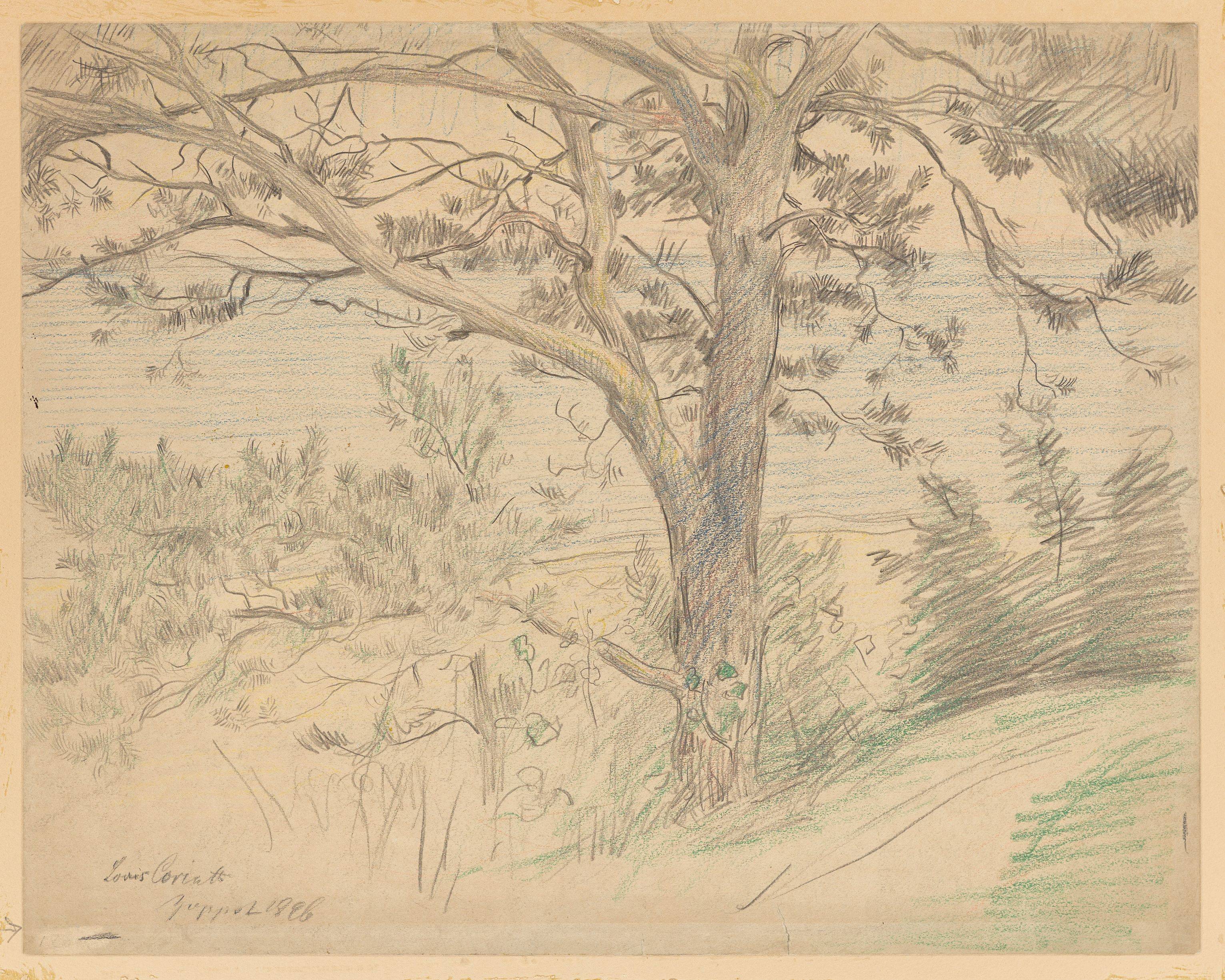 This picture shows the following artwork: Lovis Corinth. Strandkiefer an der Ostseeküste bei Zoppot (Beach pine on the Baltic Sea coast near Sopot). 1896.