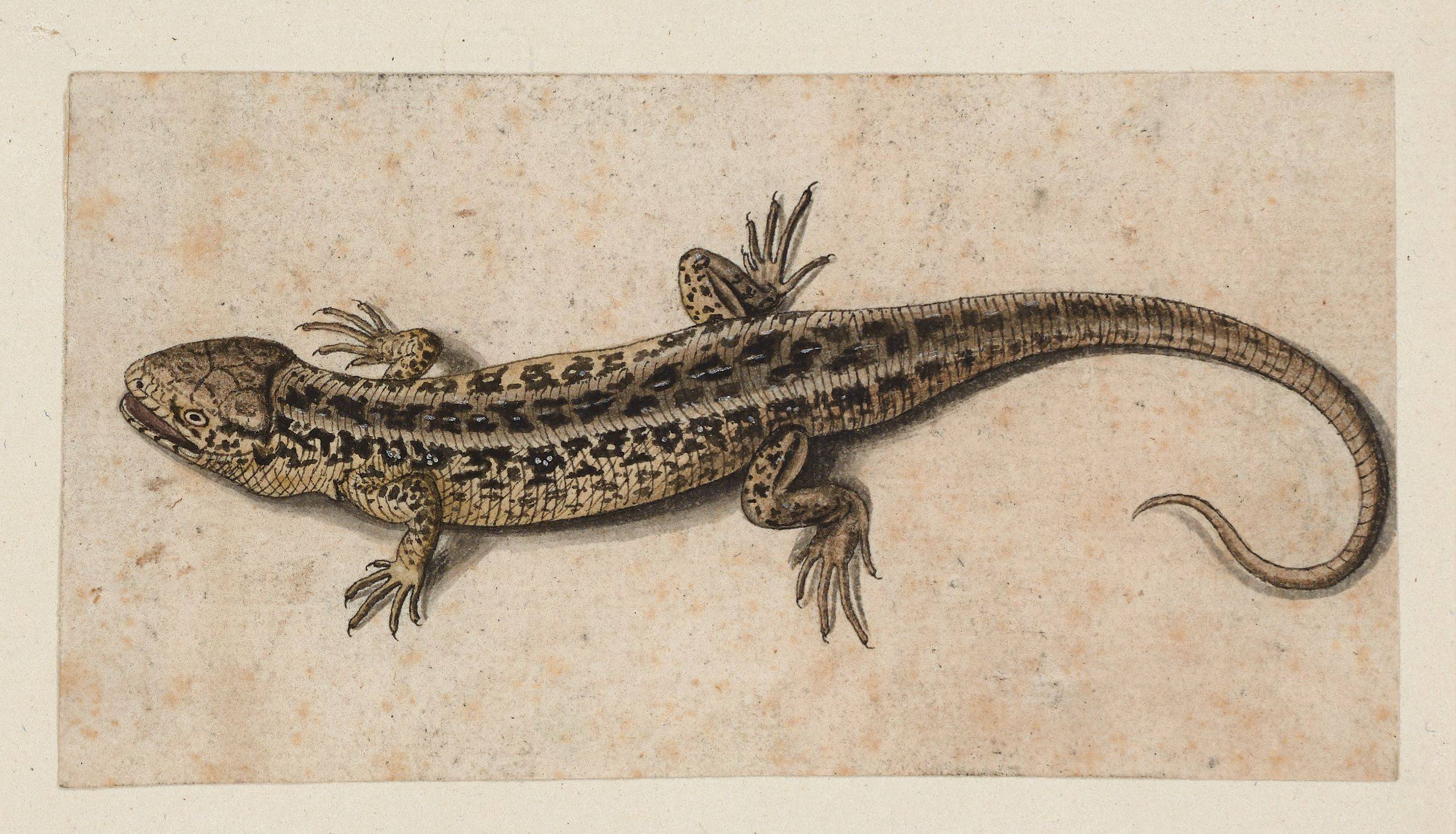 This picture shows the following artwork:  Prague (?), um 1600. Lizard.