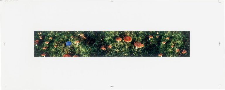 This picture shows the following artwork: Untitled (mushrooms). 1997.