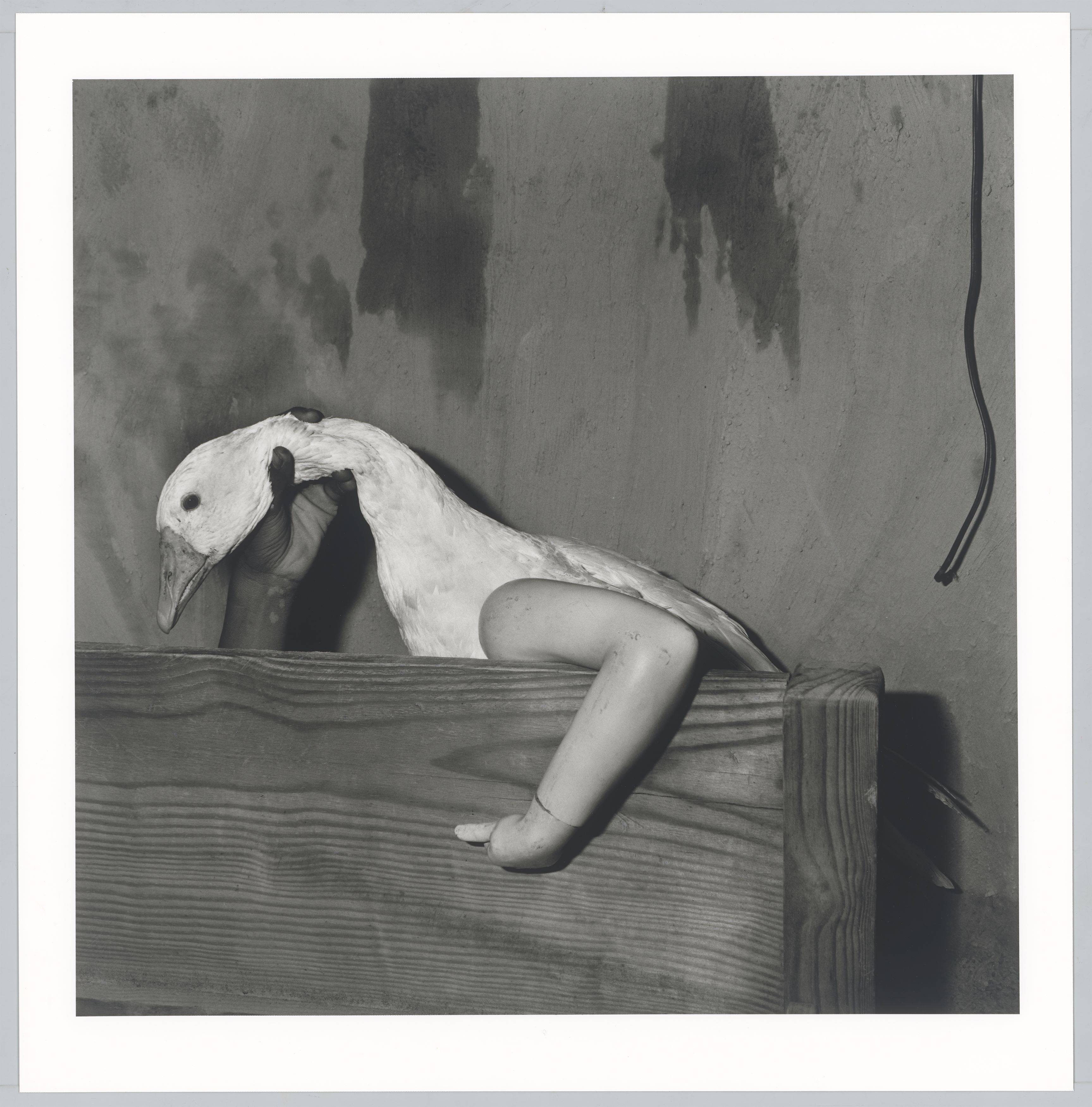 Auf diesem Bild ist das folgende Kunstwerk zu sehen: Roger Ballen. „One Arm Goose“. 2004.