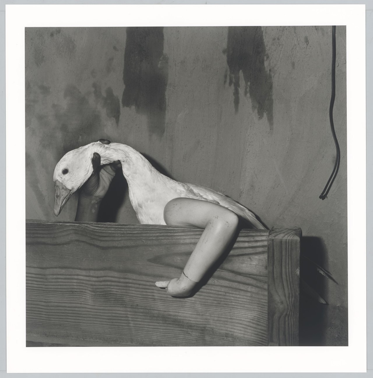 Auf diesem Bild ist das folgende Kunstwerk zu sehen: Roger Ballen. „One Arm Goose“. 2004.