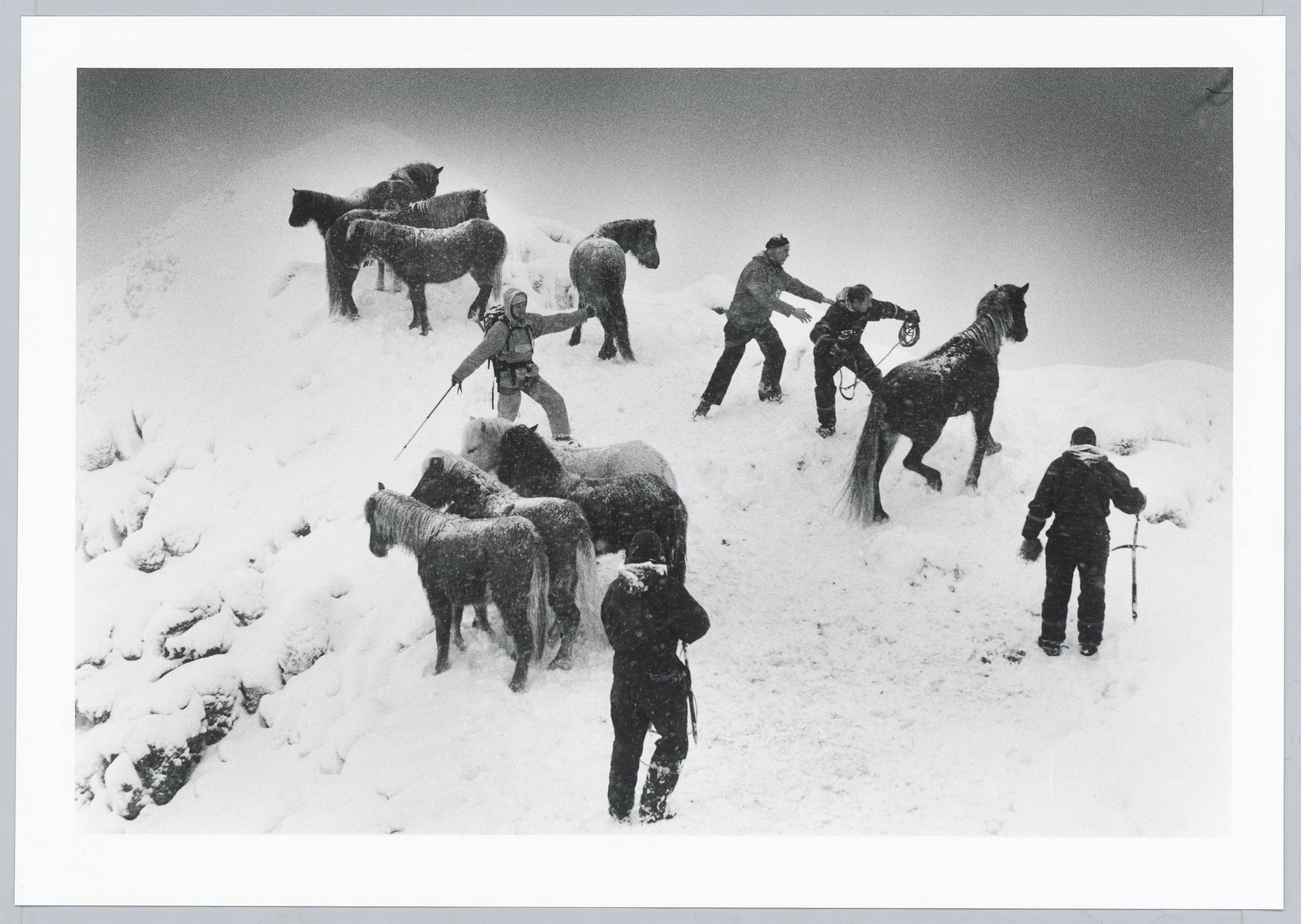 This picture shows the following artwork: Ragnar Axelsson. ”Horse rescue – Iceland”. 1995.