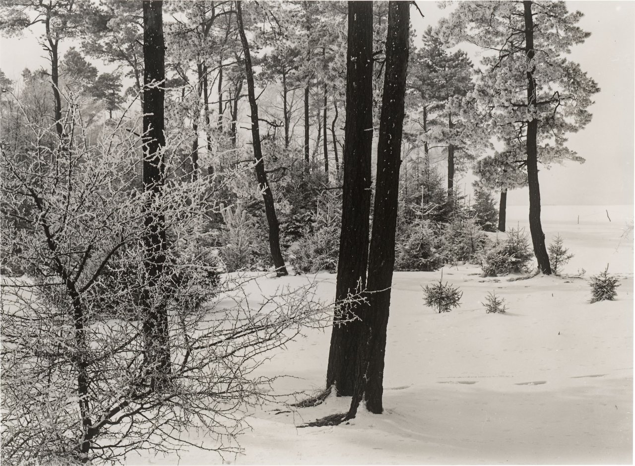 Auf diesem Bild ist das folgende Kunstwerk zu sehen: Albert Renger-Patzsch. Arnsberger Wald. 1950er–Jahre.