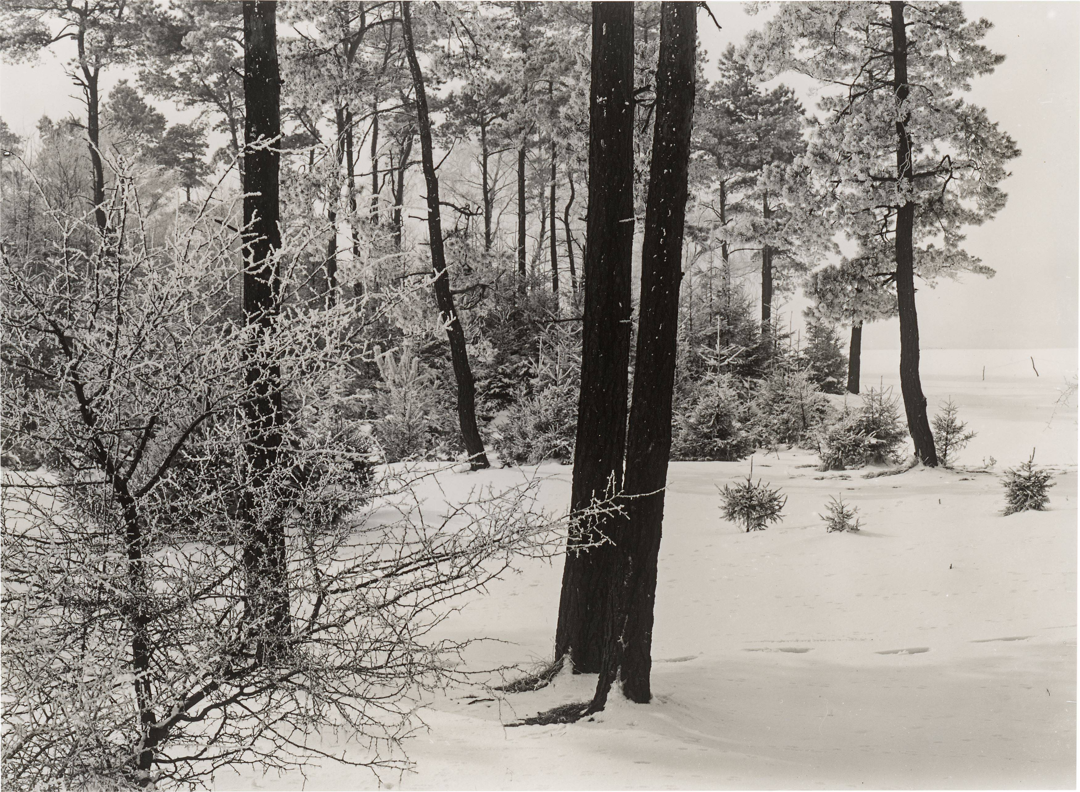 Auf diesem Bild ist das folgende Kunstwerk zu sehen: Albert Renger-Patzsch. Arnsberger Wald. 1950er–Jahre.