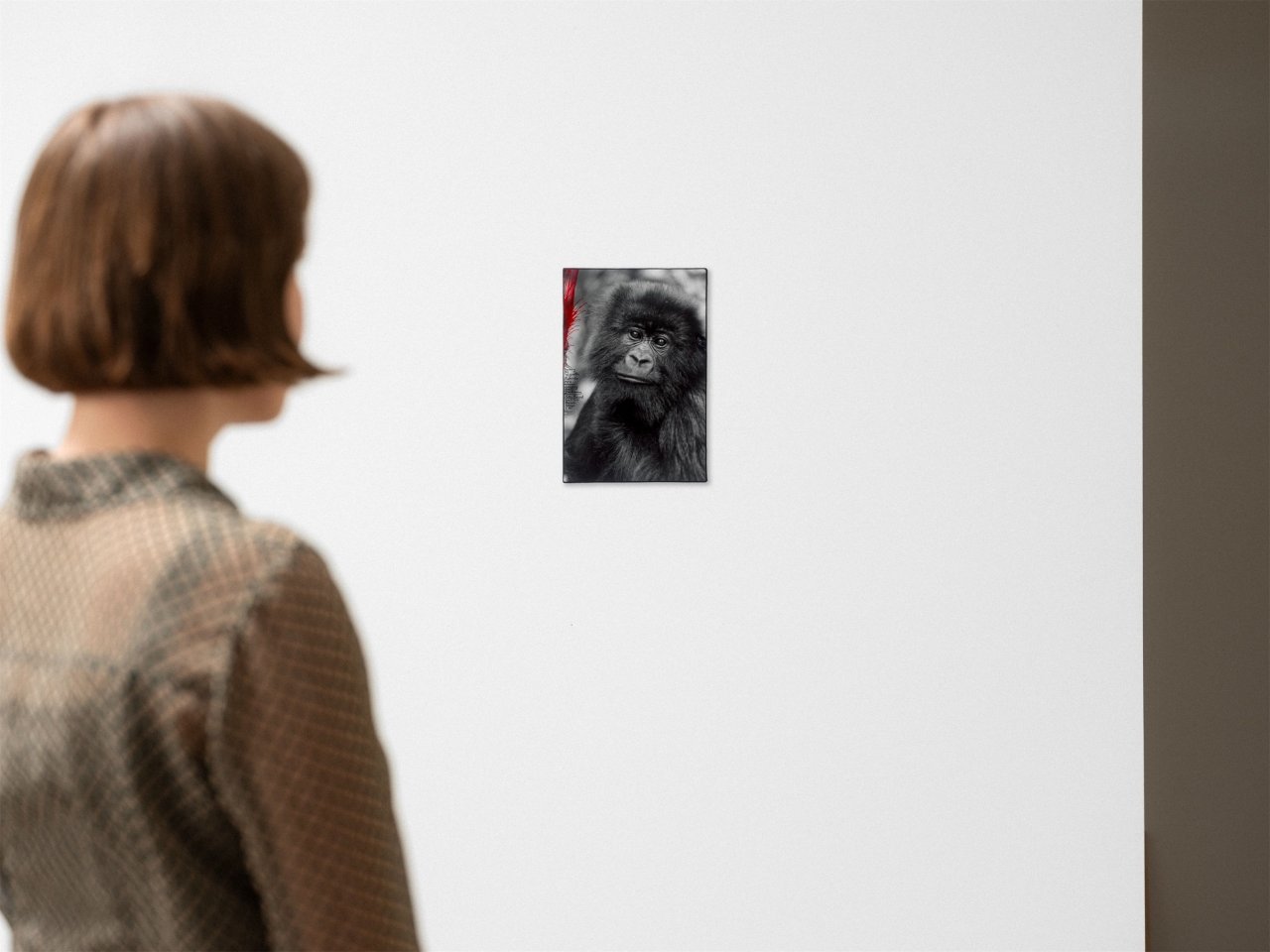 This picture shows the following artwork: Peter Beard. ”Tracking the Mt. Gorilla, Rwanda”. 1984.