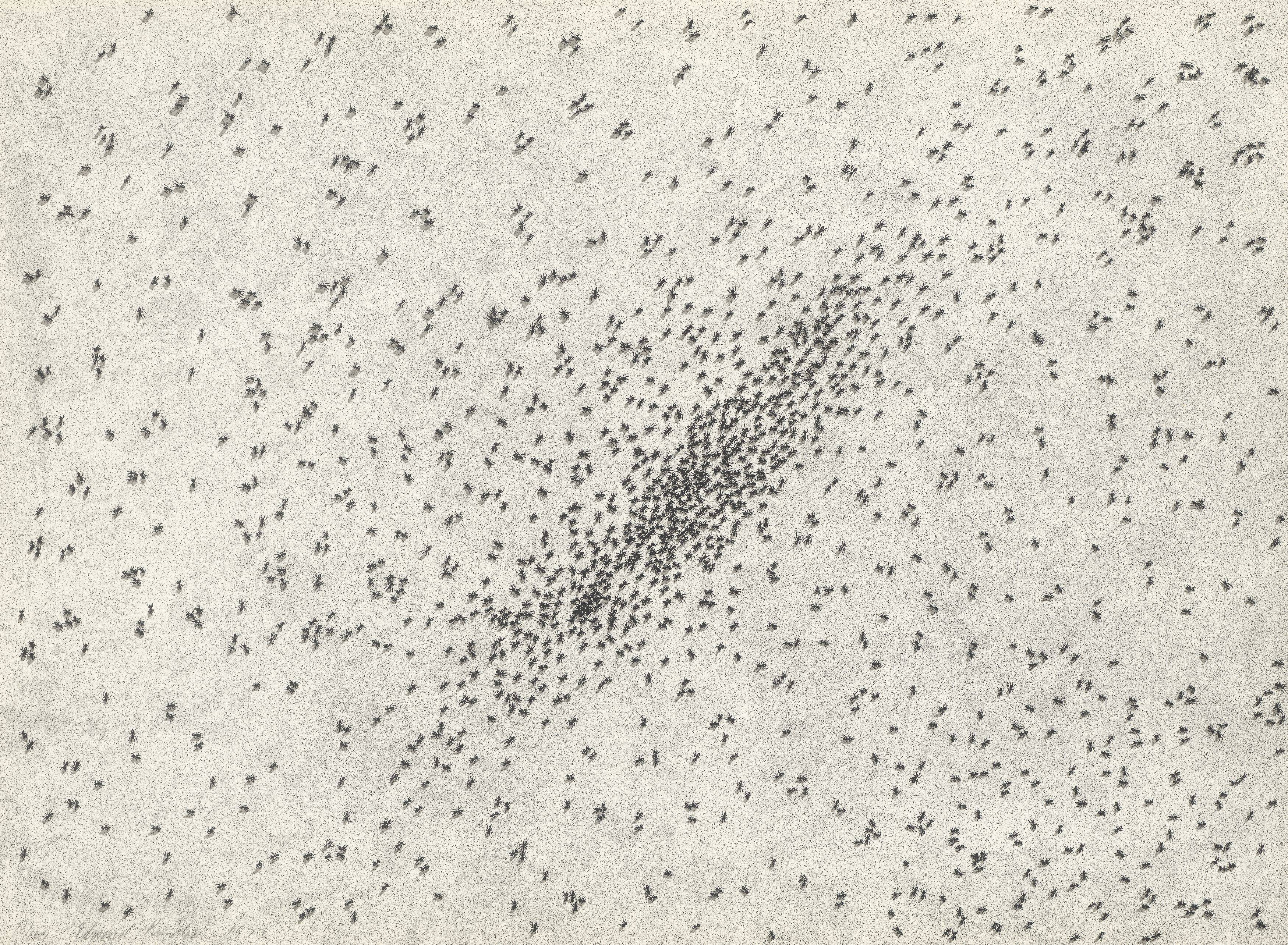 Auf diesem Bild ist das folgende Kunstwerk zu sehen: Ed Ruscha. „Insect Slant“. 1973.