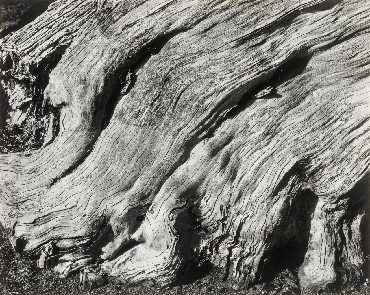 Auf diesem Bild ist das folgende Kunstwerk zu sehen: Edward Weston. Cypress, Point Lobos. 1929.