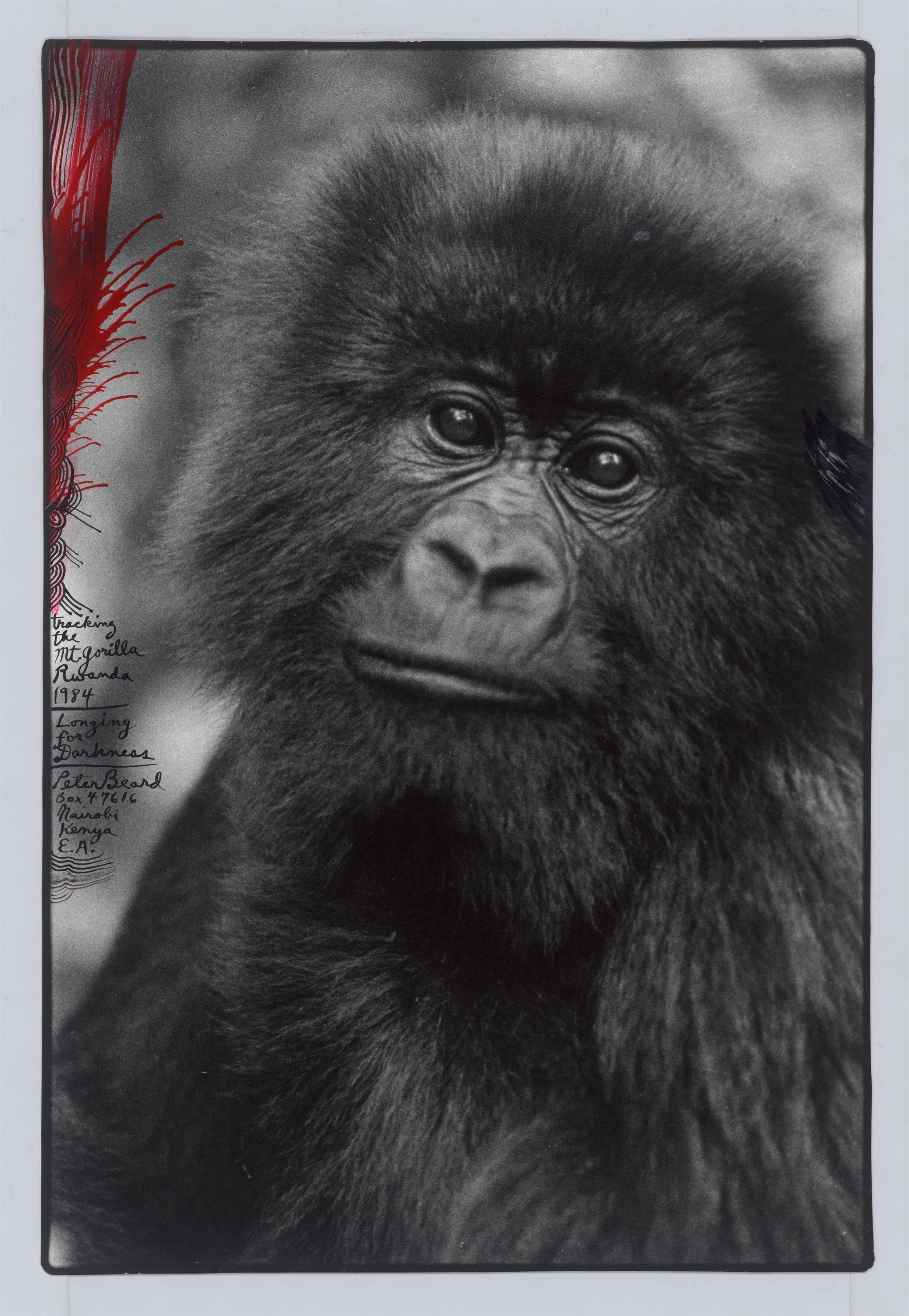 This picture shows the following artwork: Peter Beard. ”Tracking the Mt. Gorilla, Rwanda”. 1984.