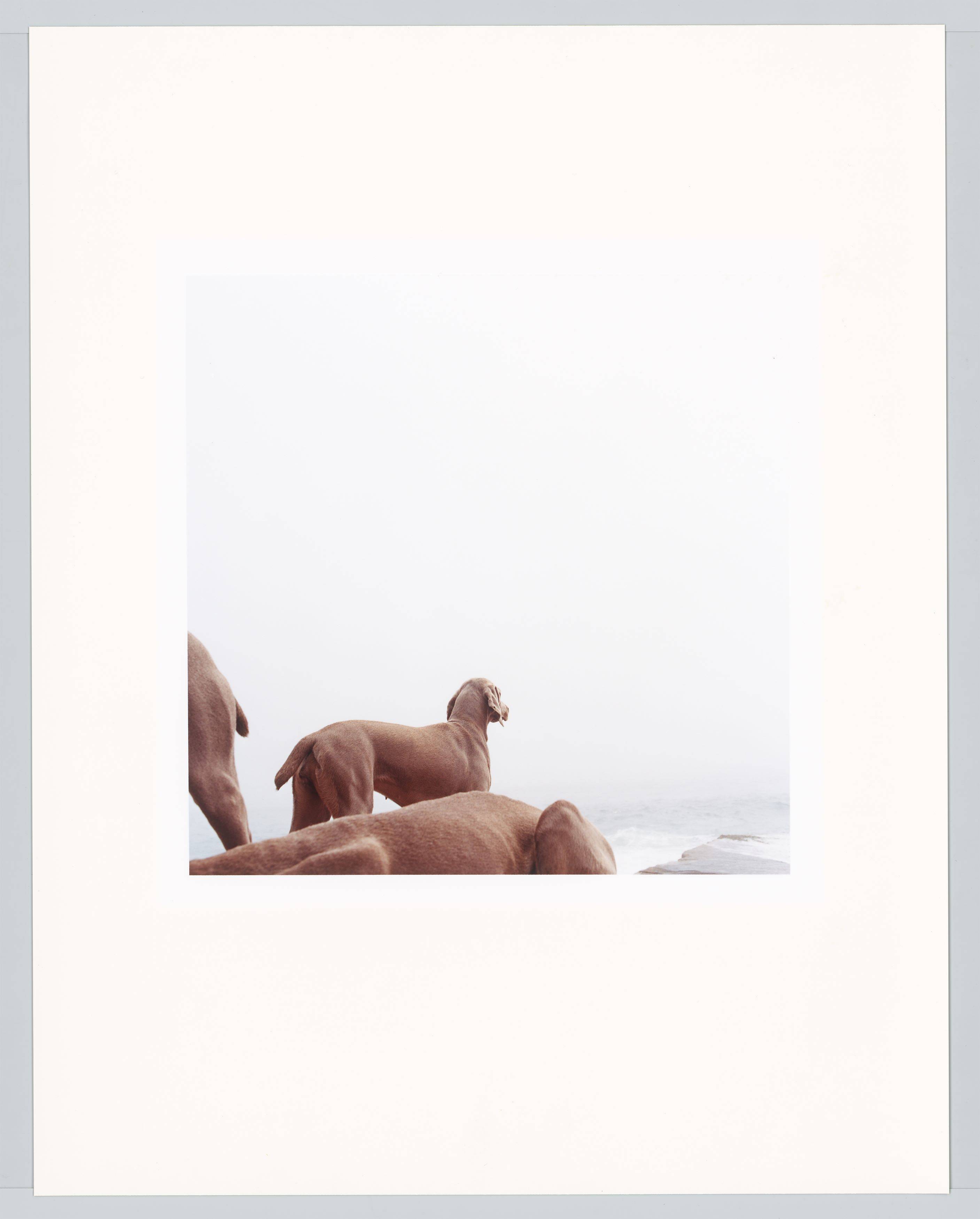 Auf diesem Bild ist das folgende Kunstwerk zu sehen: William Wegman. „Ocean View“. 2002.