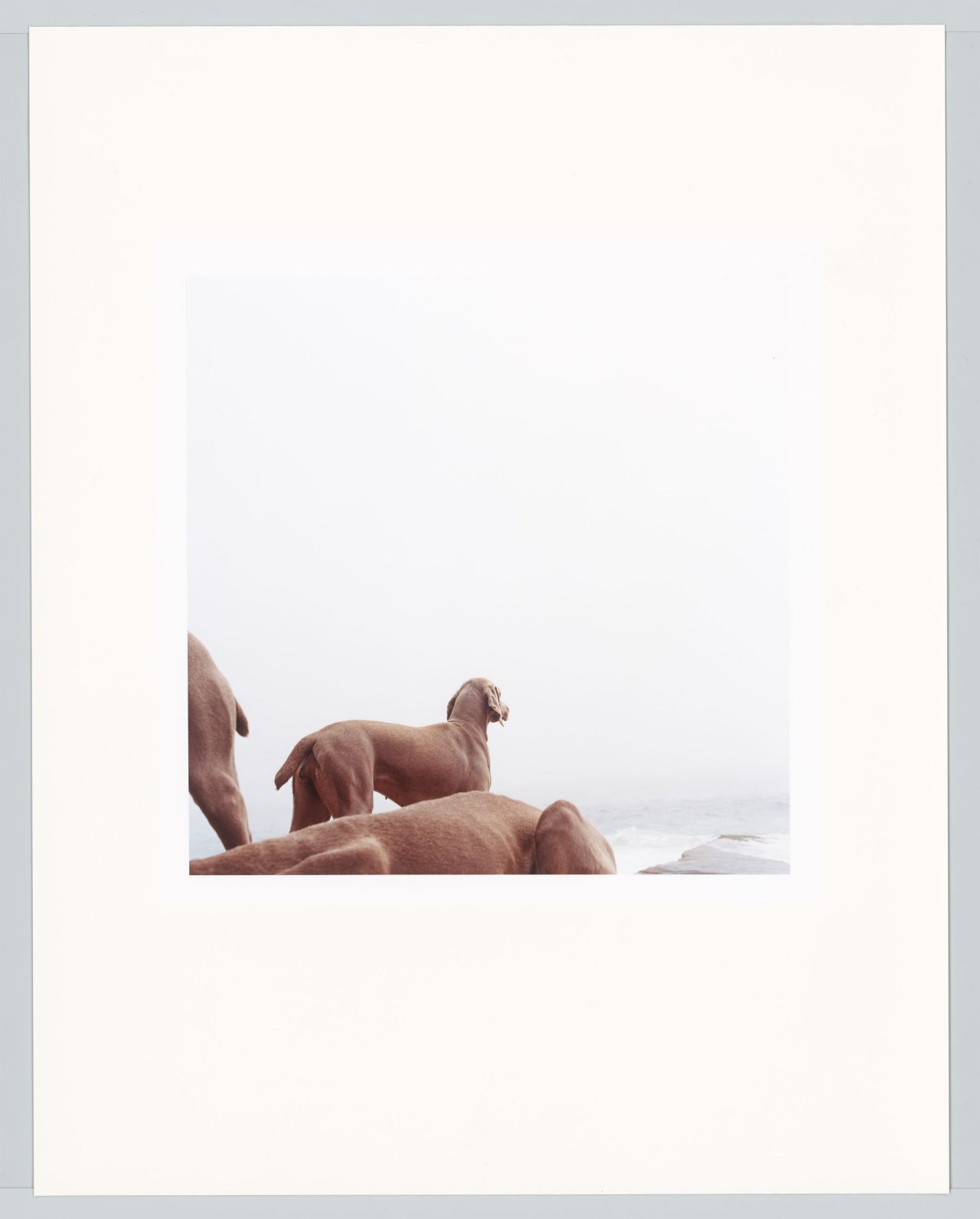 Auf diesem Bild ist das folgende Kunstwerk zu sehen: William Wegman. „Ocean View“. 2002.