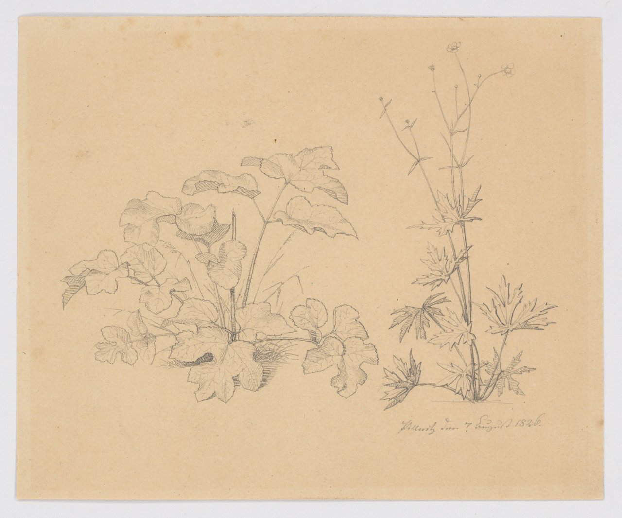 This picture shows the following artwork:  German, 1862/1826. Two study drawings: Landscape study / Plant study. 1862 / 1826.