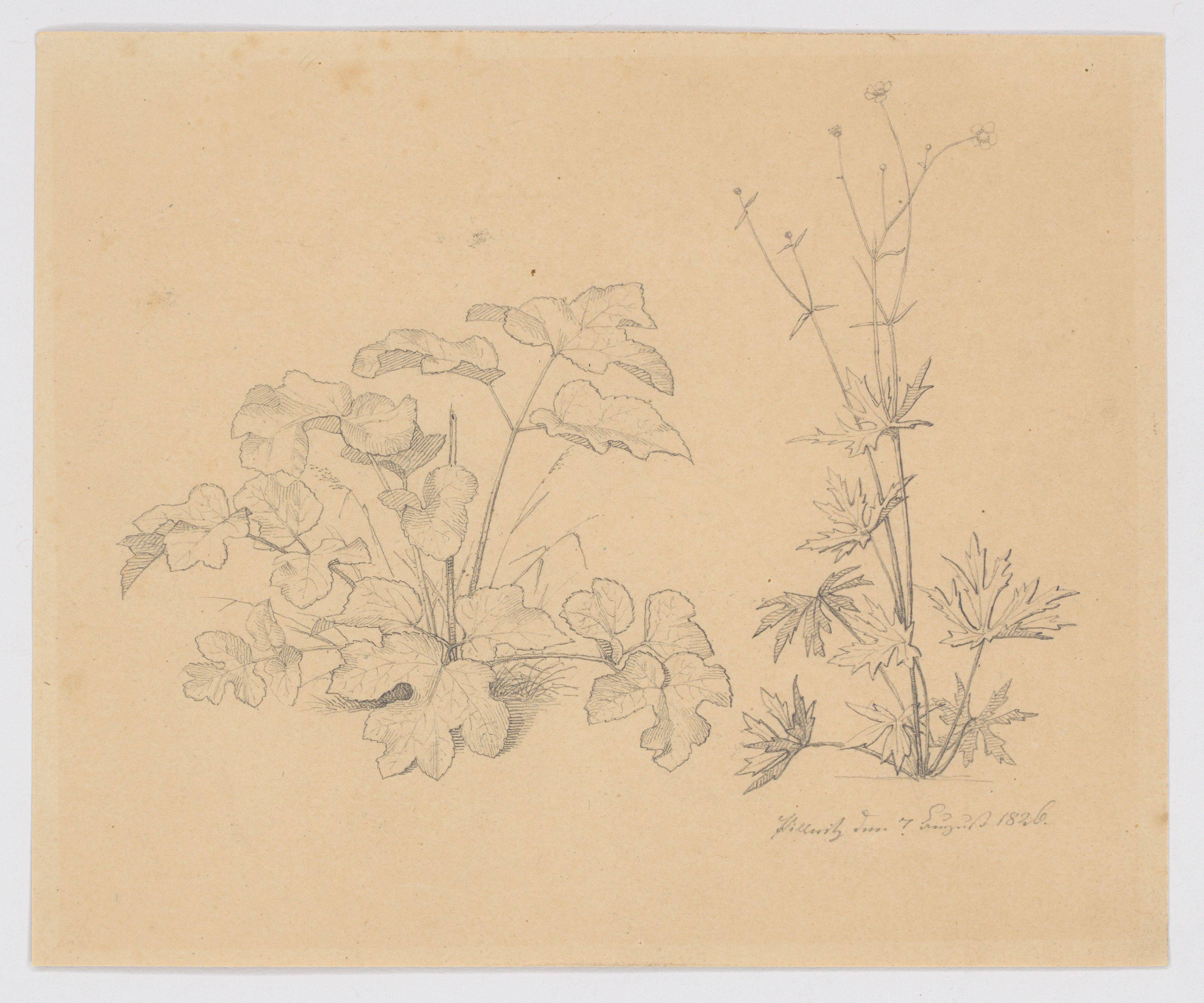 This picture shows the following artwork:  German, 1862/1826. Two study drawings: Landscape study / Plant study. 1862 / 1826.
