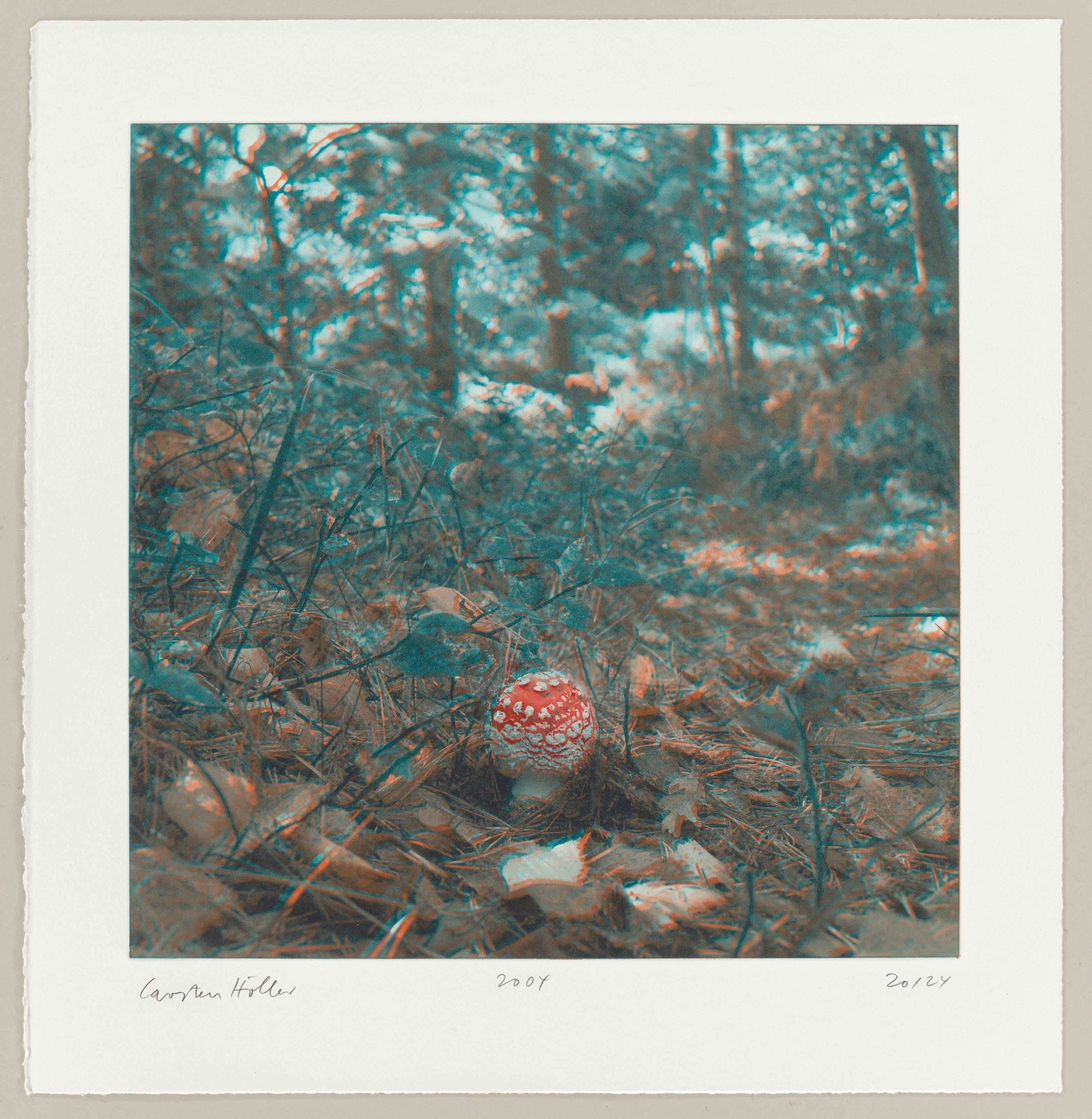 This picture shows the following artwork: Carsten Höller. From: ”Mushrooms”. 2004.