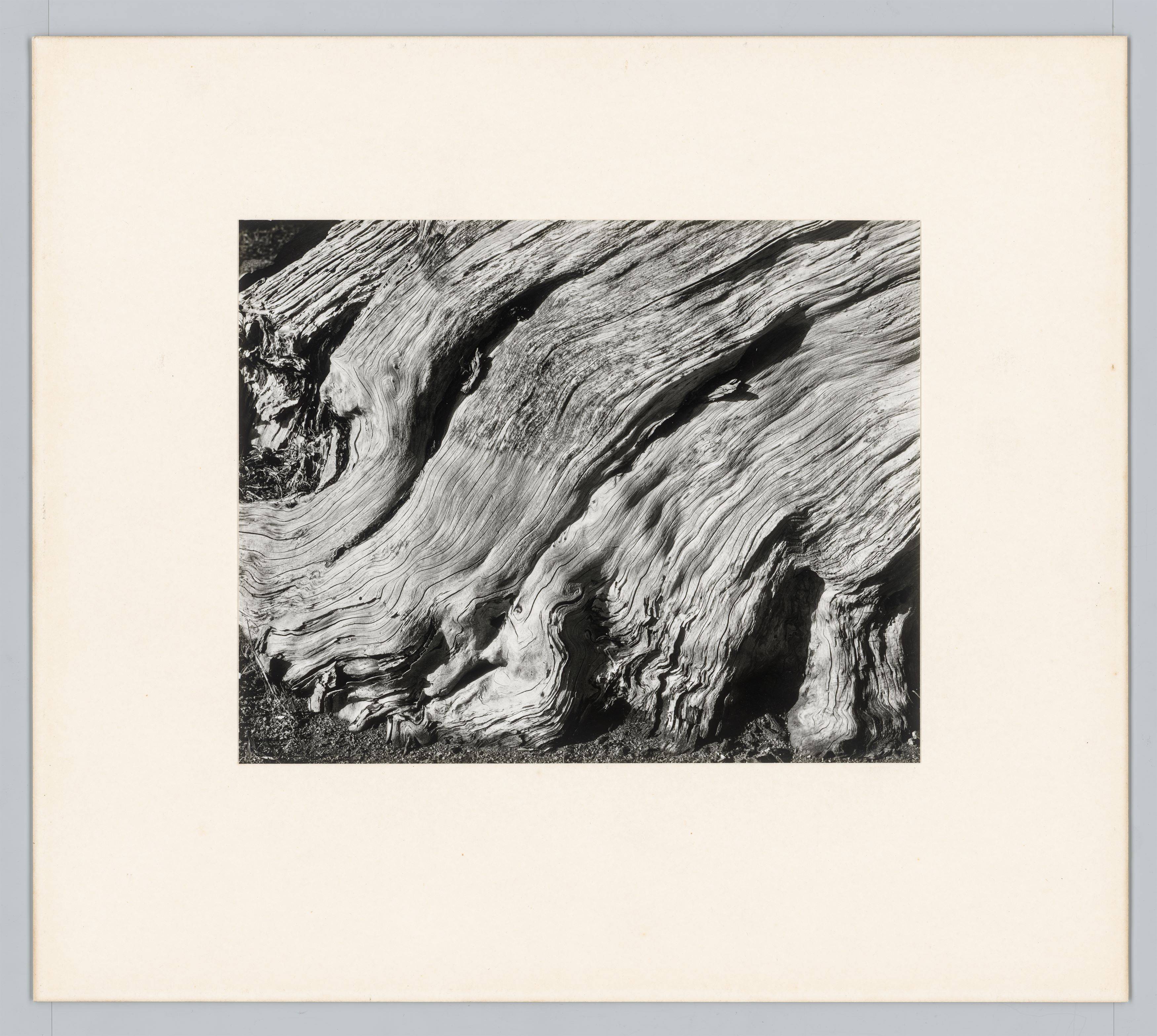 Auf diesem Bild ist das folgende Kunstwerk zu sehen: Edward Weston. Cypress, Point Lobos. 1929.