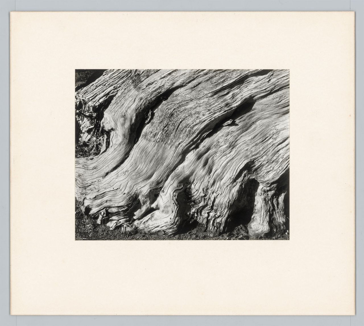 Auf diesem Bild ist das folgende Kunstwerk zu sehen: Edward Weston. Cypress, Point Lobos. 1929.