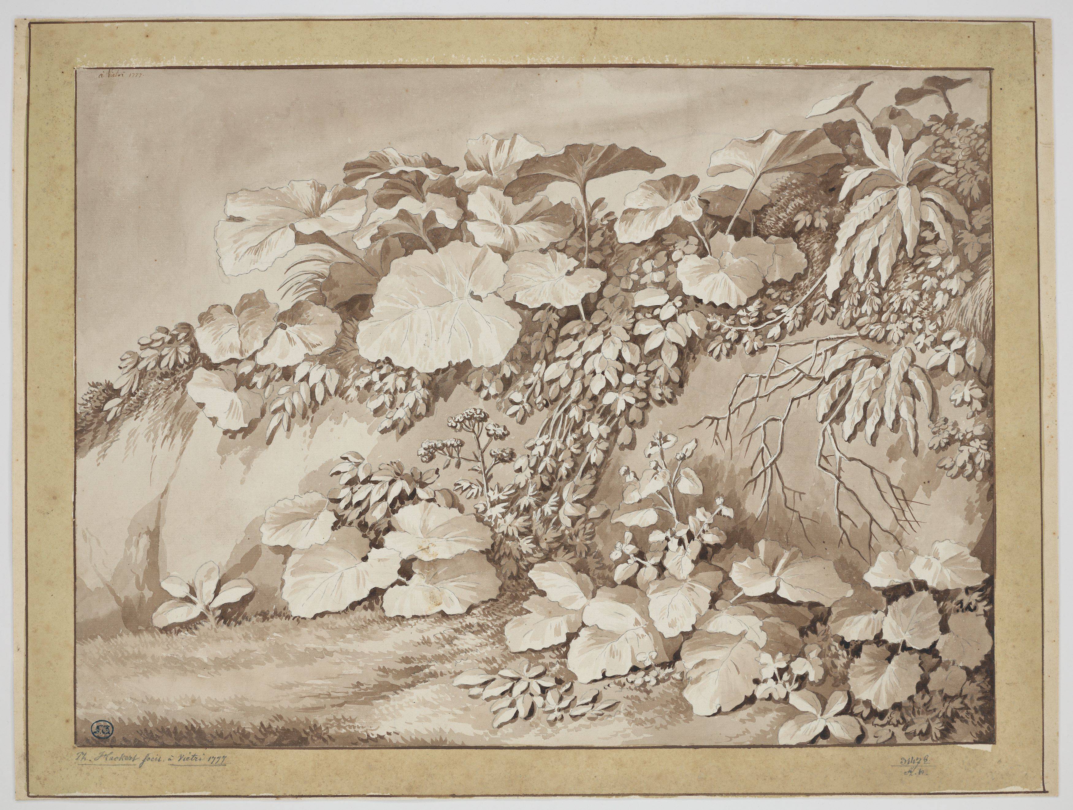 Auf diesem Bild ist das folgende Kunstwerk zu sehen: Jakob Philipp Hackert. „Pflanzenstudie“. 1777.