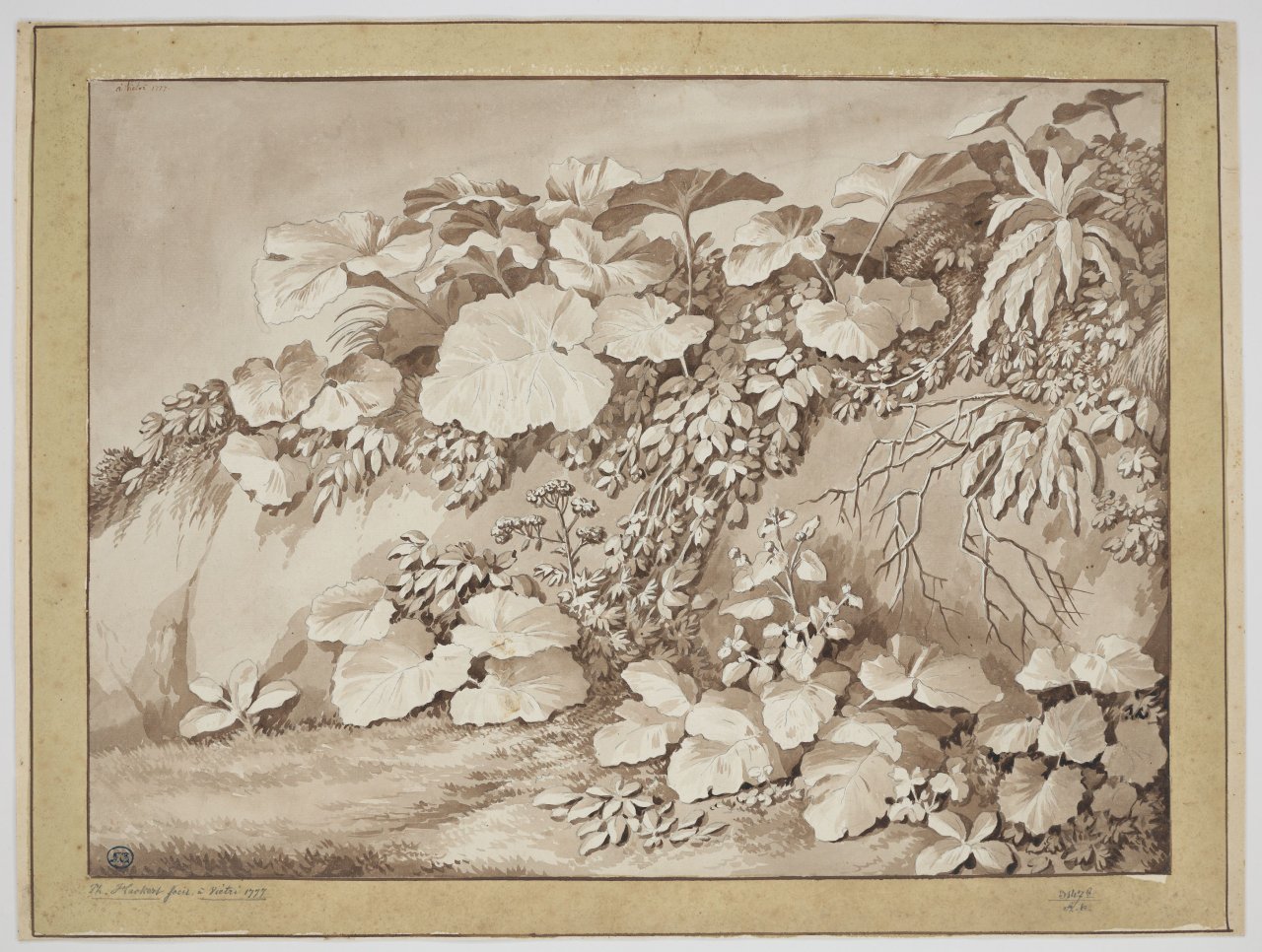 Auf diesem Bild ist das folgende Kunstwerk zu sehen: Jakob Philipp Hackert. „Pflanzenstudie“. 1777.
