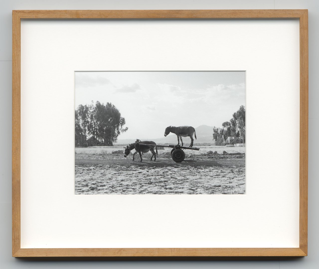 This picture shows the following artwork: Julius von Bismarck. ”Zwei Esel (Edition)”. 2013.