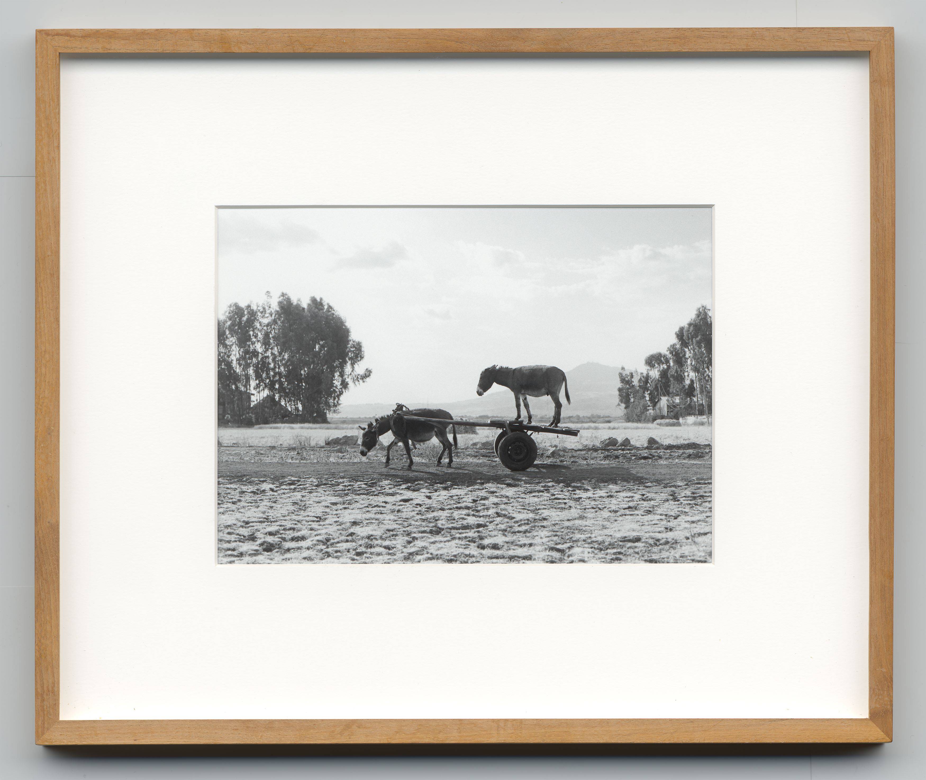 This picture shows the following artwork: Julius von Bismarck. ”Zwei Esel (Edition)”. 2013.