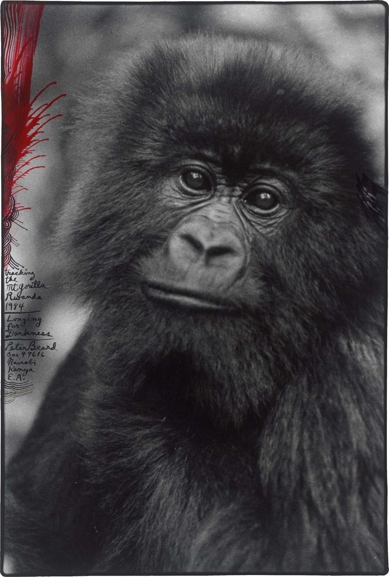 This picture shows the following artwork: Peter Beard. ”Tracking the Mt. Gorilla, Rwanda”. 1984.