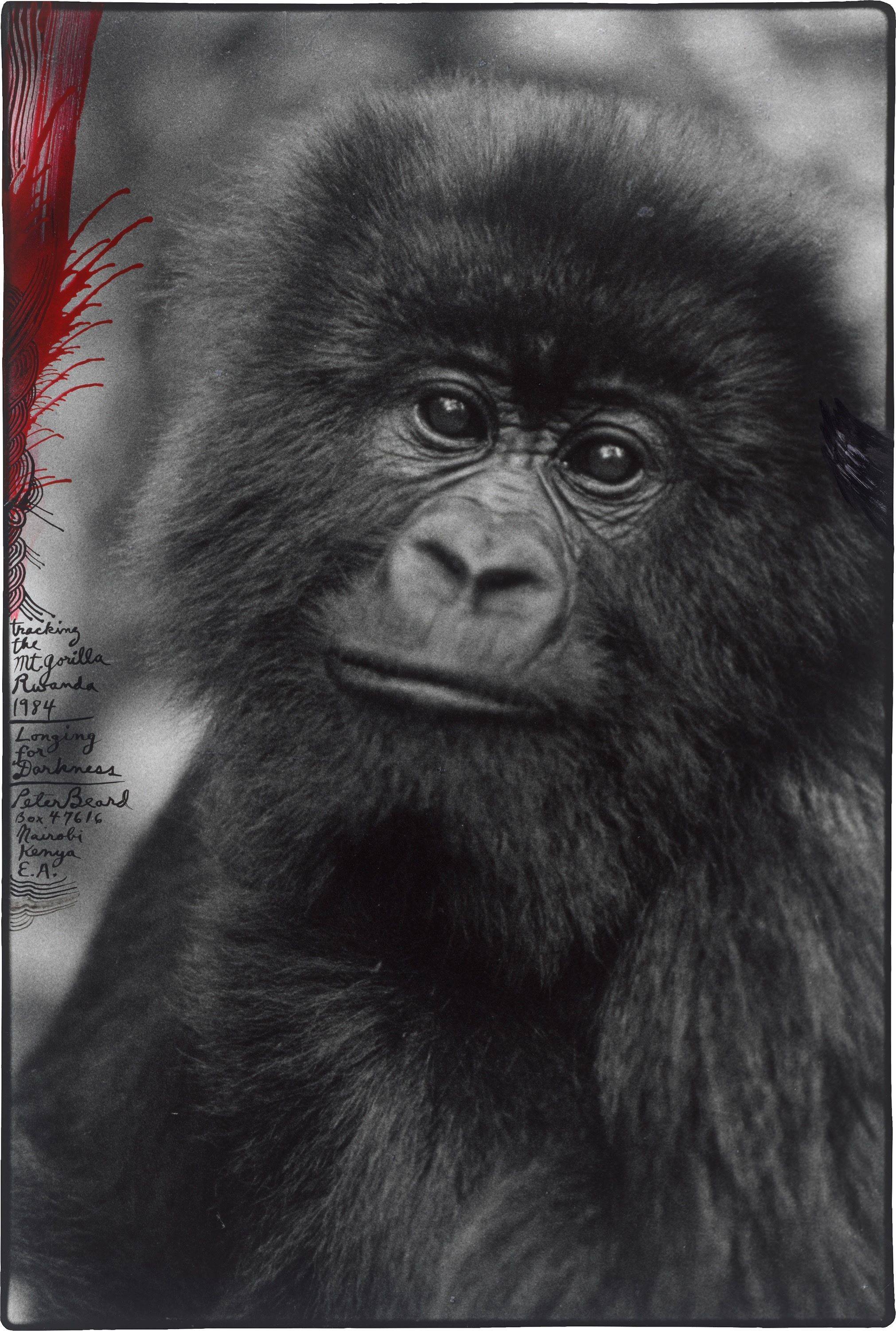 This picture shows the following artwork: Peter Beard. ”Tracking the Mt. Gorilla, Rwanda”. 1984.
