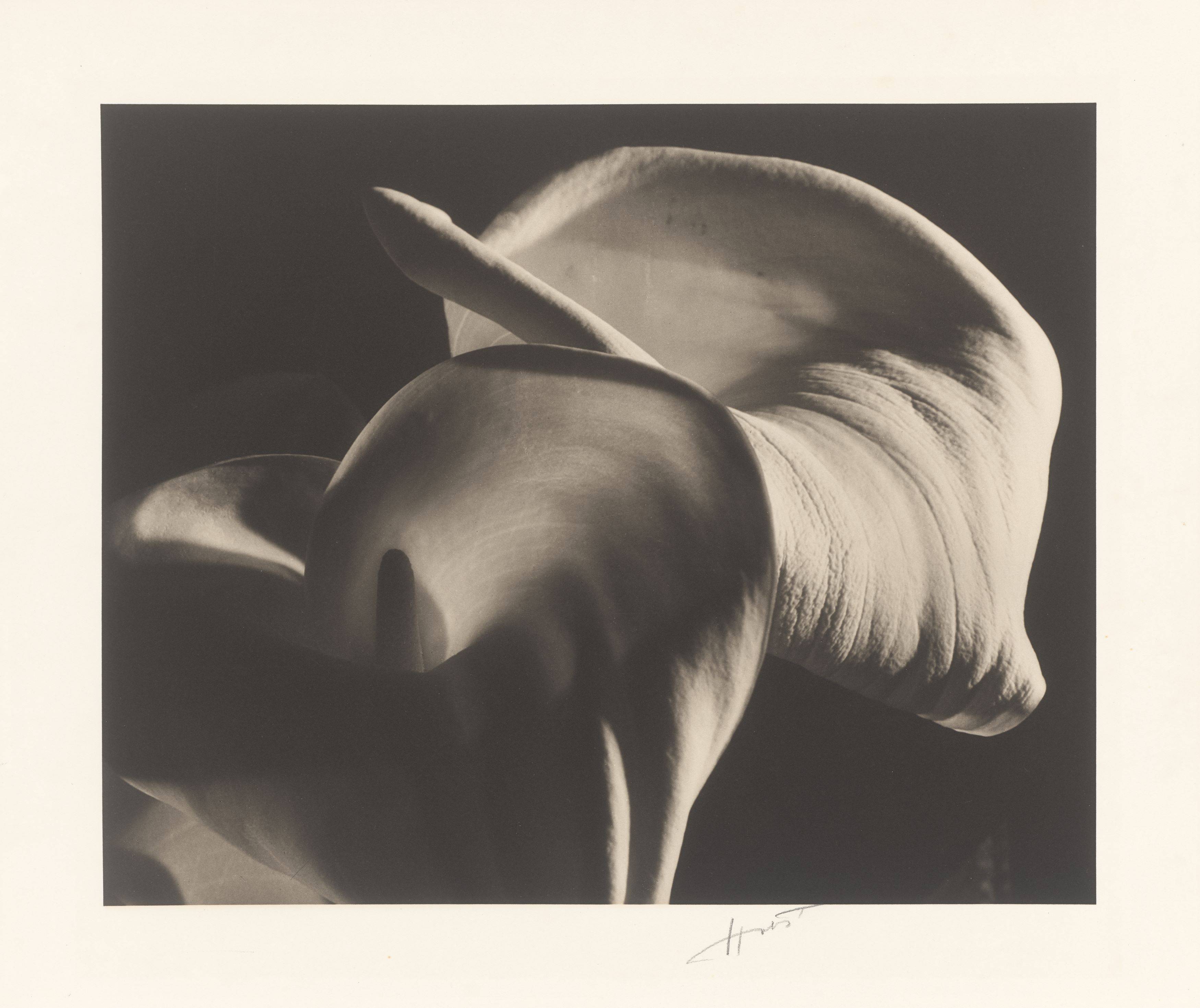 This picture shows the following artwork: Horst P. Horst (i.e. Horst Paul Albert Bohrmann). Calla Aethiopica. 1945.